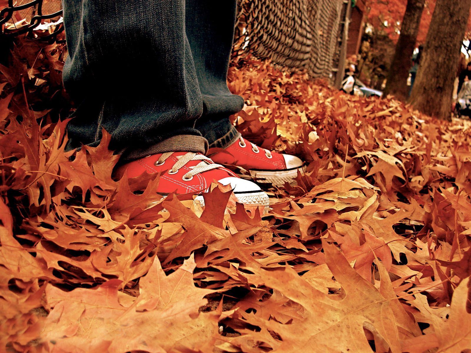 nature, autumn, leaves, sneakers, shoes 5K