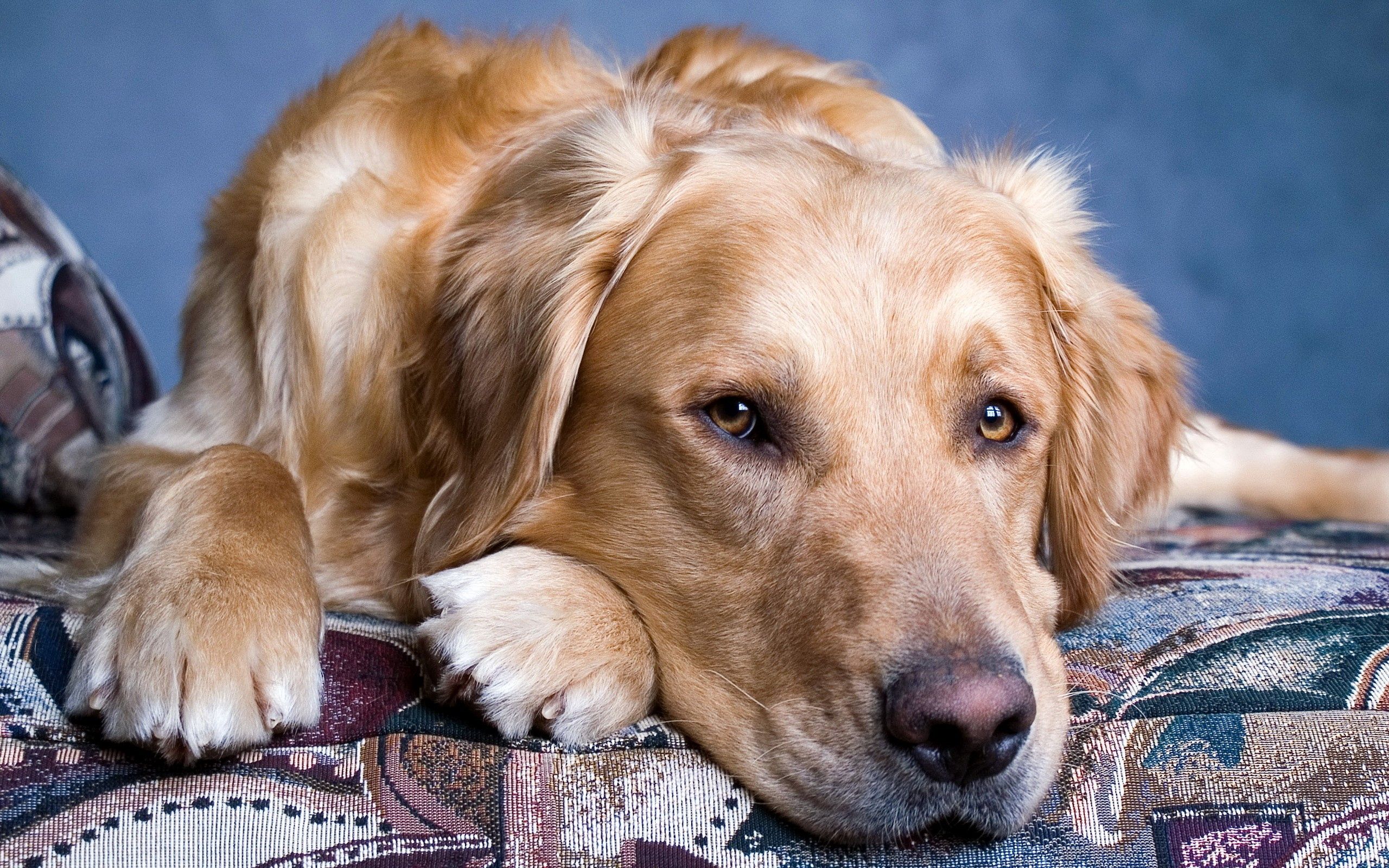 Laden Sie das Tiere, Hund, Schnauze, Augen, Traurigkeit, Trauer-Bild kostenlos auf Ihren PC-Desktop herunter