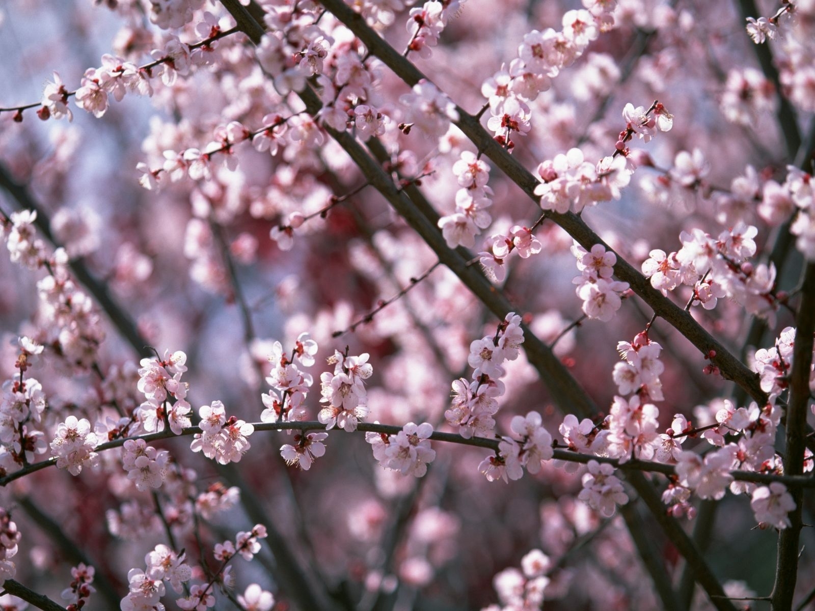 5777 скачать обои сакура, растения, цветы, вишня - заставки и картинки бесплатно