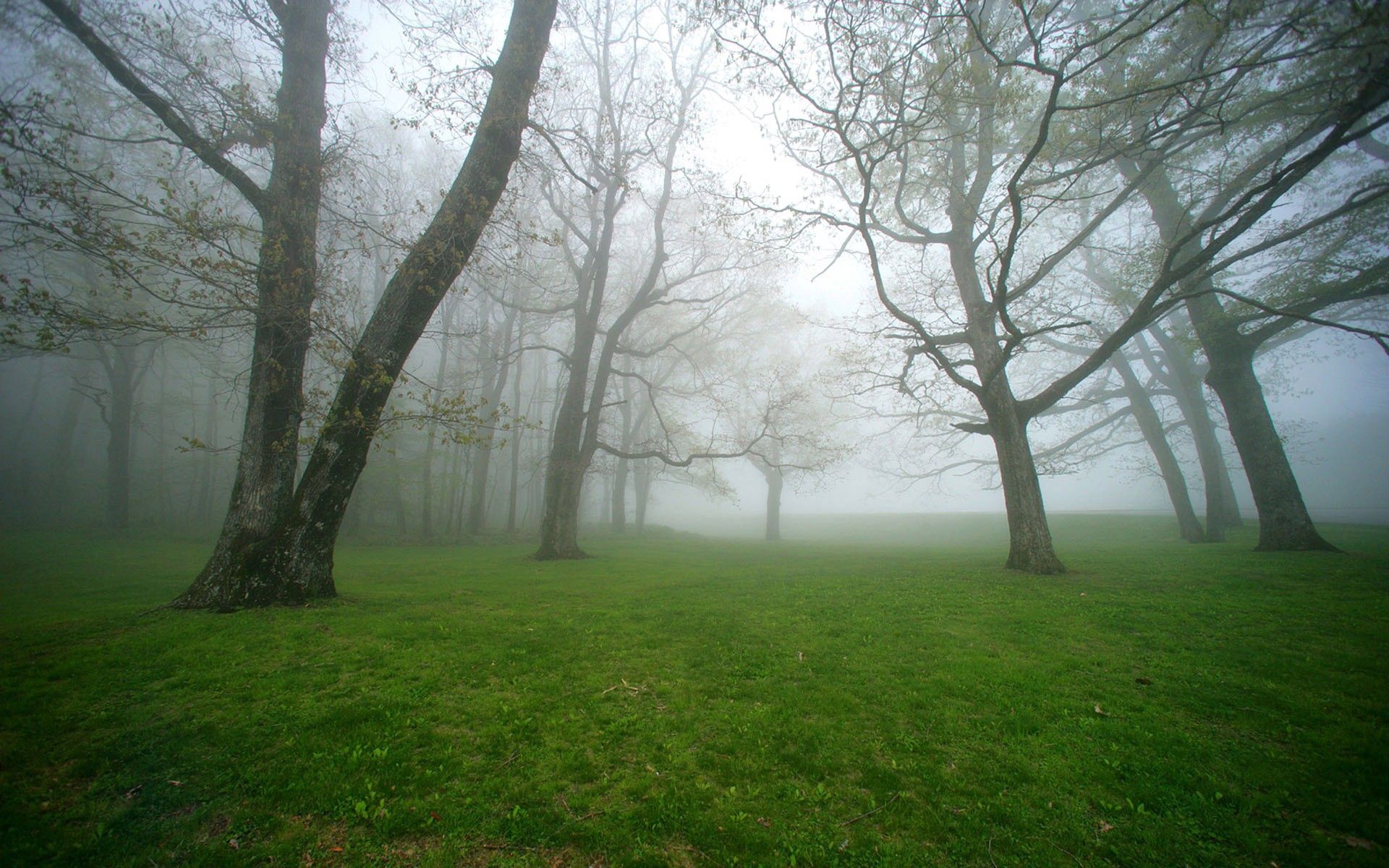 nature, trees, grass, fog, morning, humidity cellphone