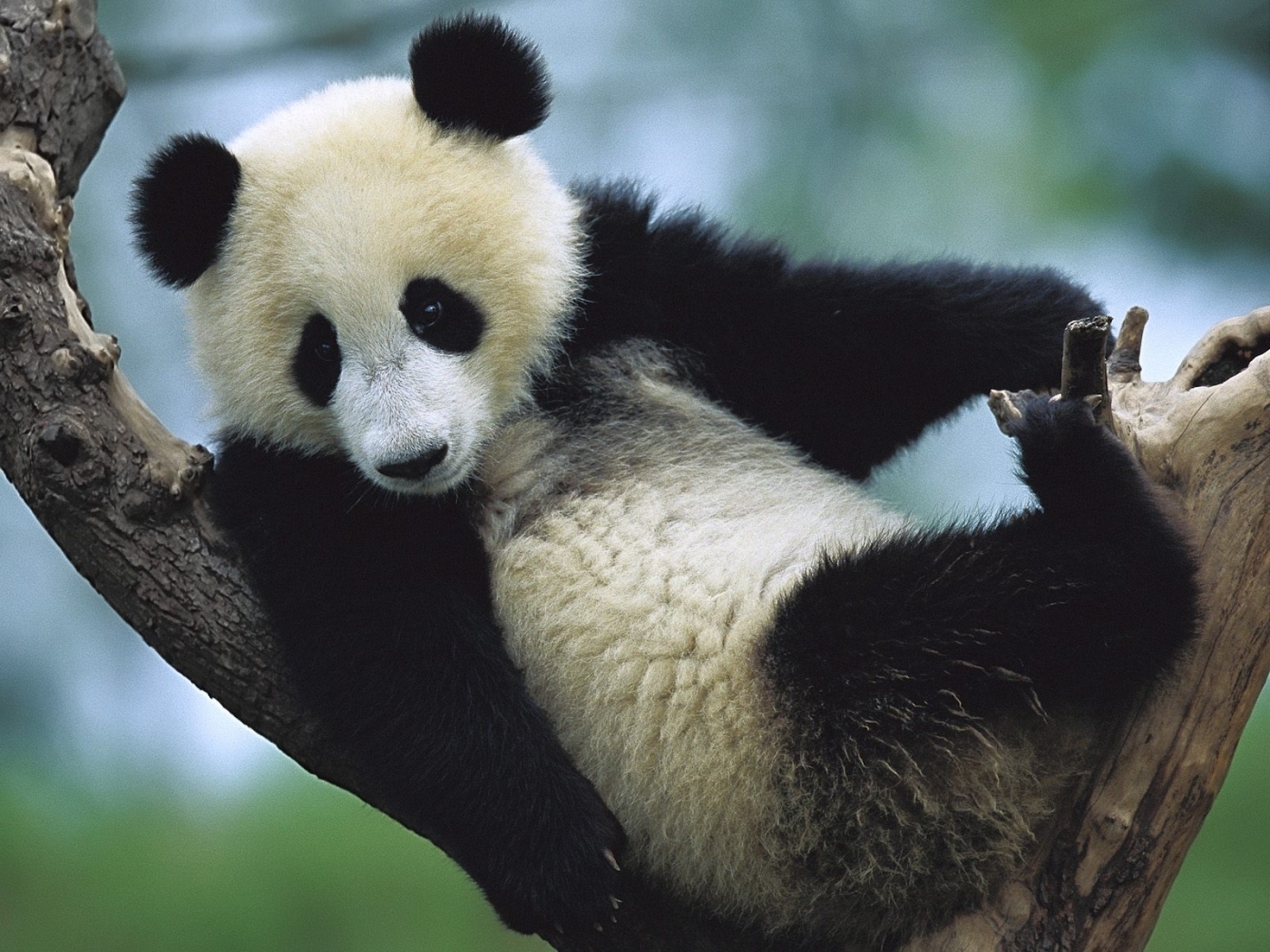 27052 Hintergrundbild herunterladen tiere, pandas - Bildschirmschoner und Bilder kostenlos