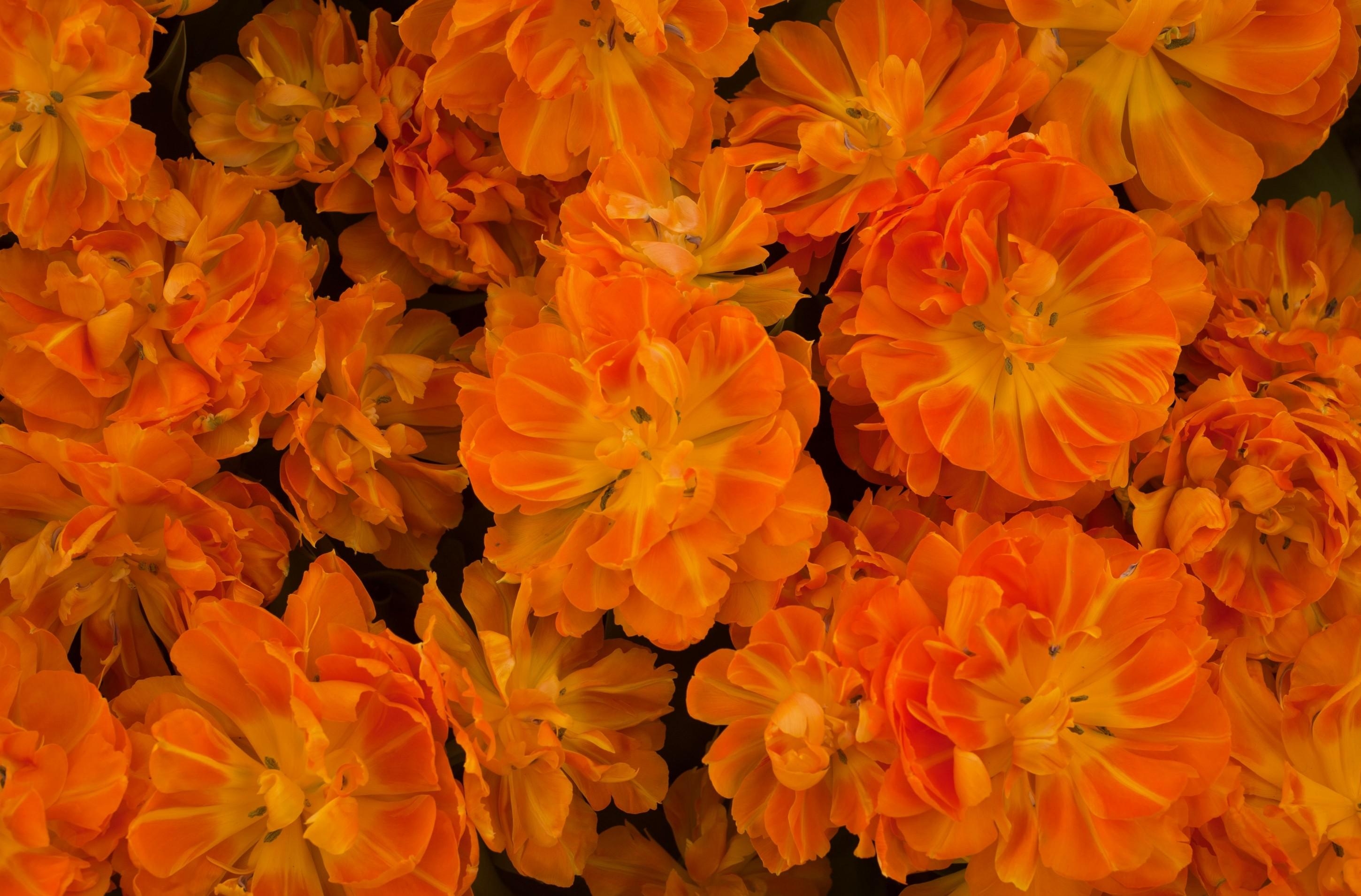 Laden Sie das Blumen, Hell, Aufgelöst, Lose, Viel-Bild kostenlos auf Ihren PC-Desktop herunter