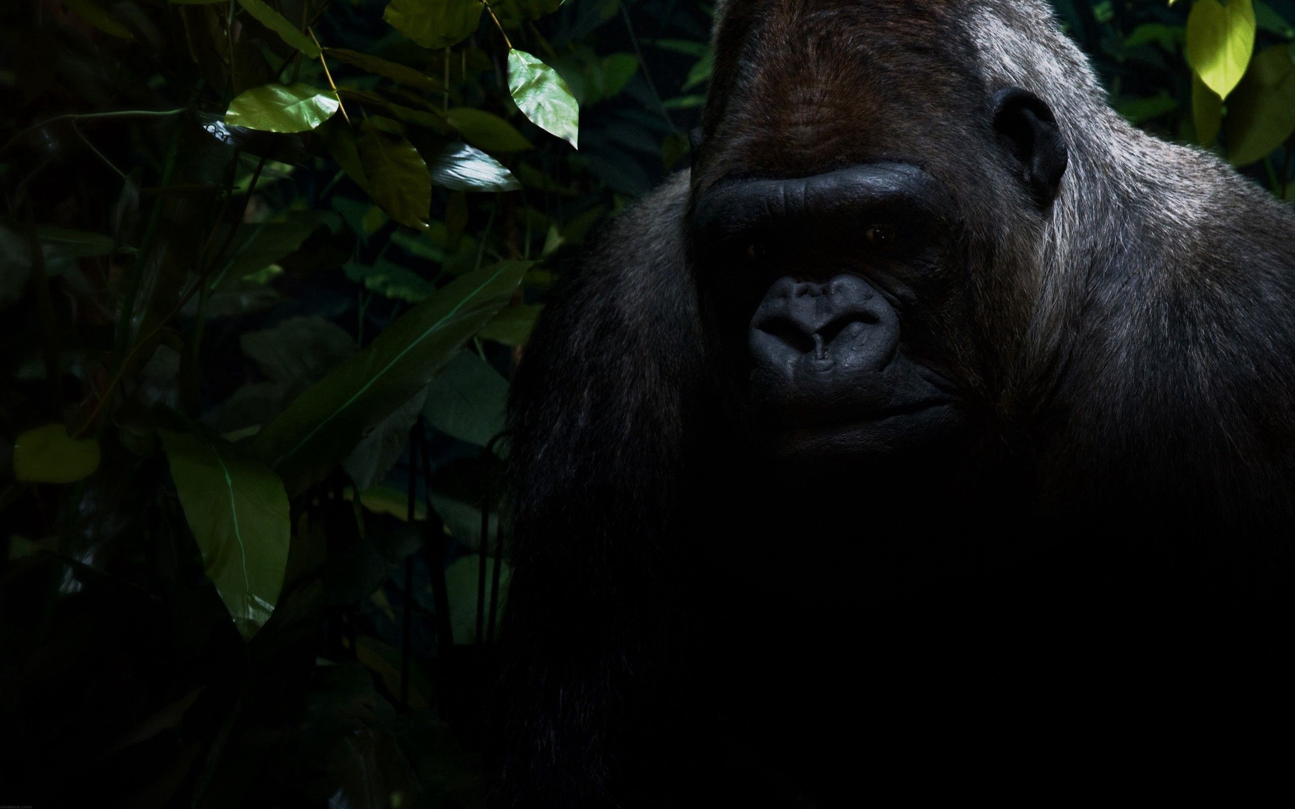 101432 Bild herunterladen dunkel, sitzen, schatten, gorilla - Hintergrundbilder und Bildschirmschoner kostenlos
