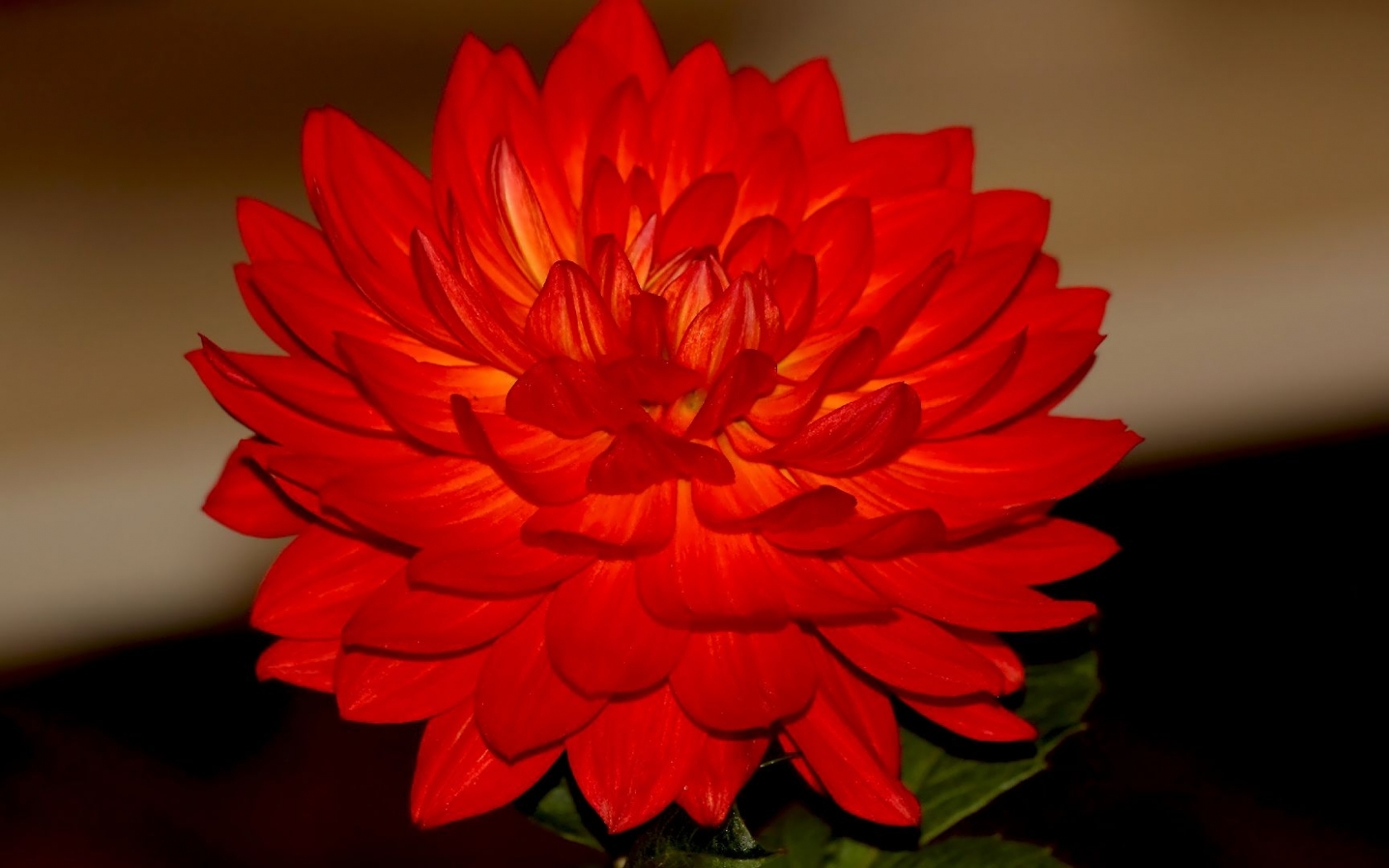 flowers, red Widescreen Wallpaper