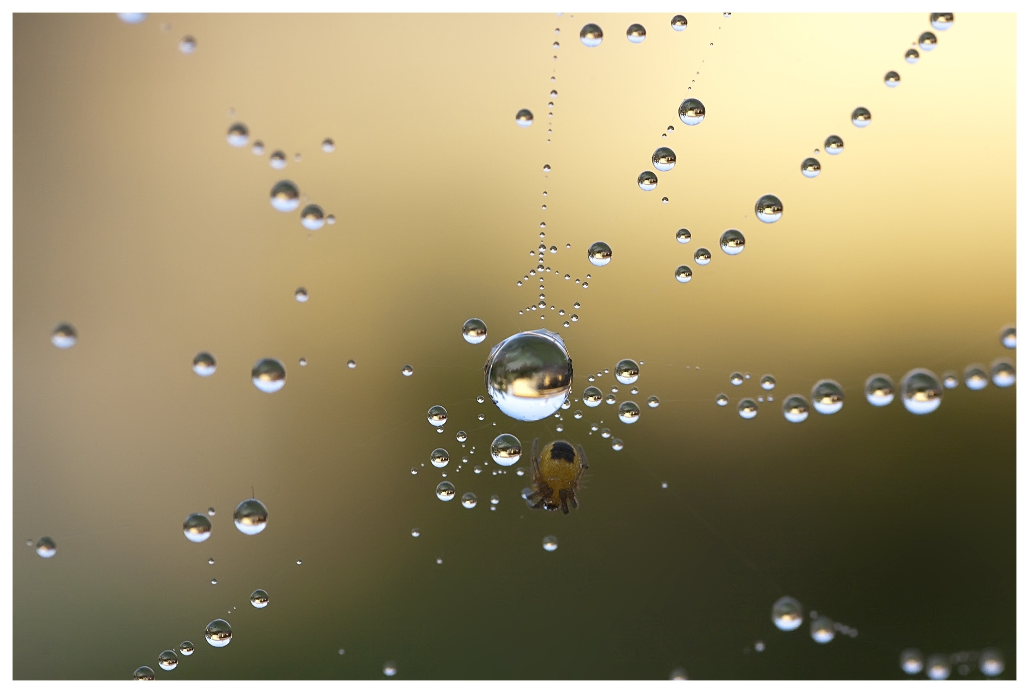 web, macro, drops, spider, dew