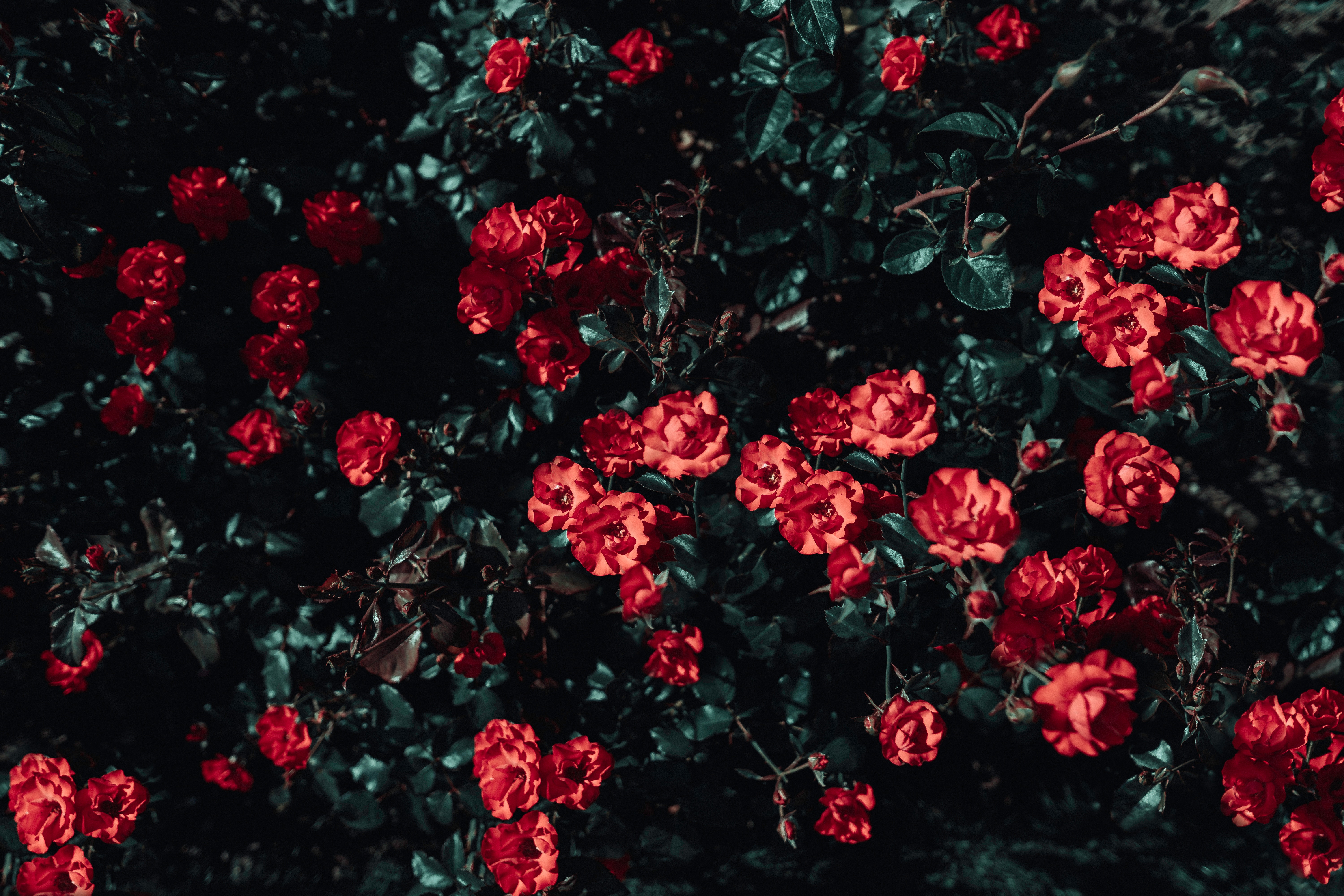 bush, roses, flowers, sunlight Ultrawide Wallpapers