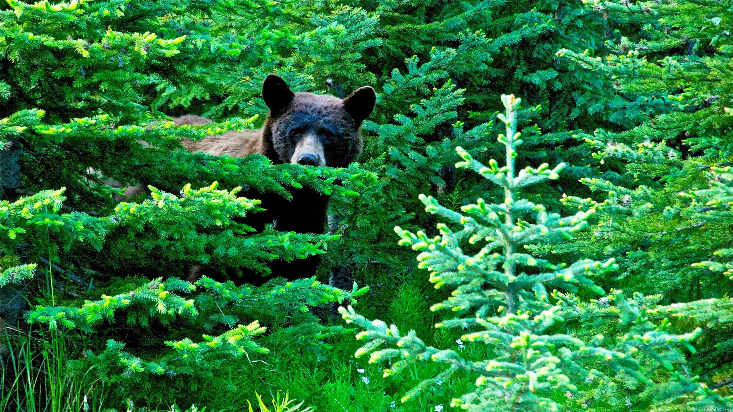 bear, animals, trees, forest, stroll phone background