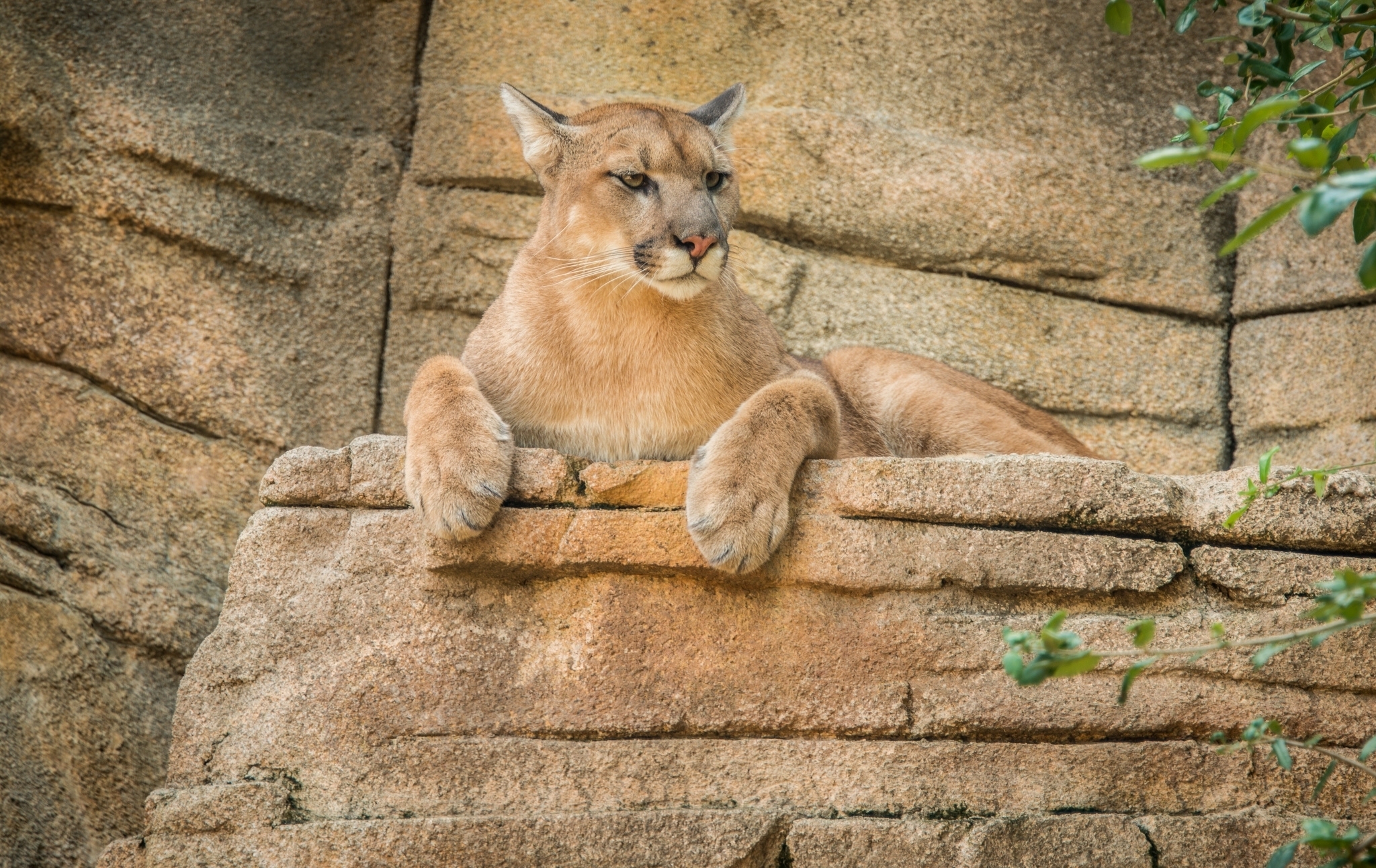 54891 Bild herunterladen tiere, puma, berglöwe, mountain lion, cougar - Hintergrundbilder und Bildschirmschoner kostenlos