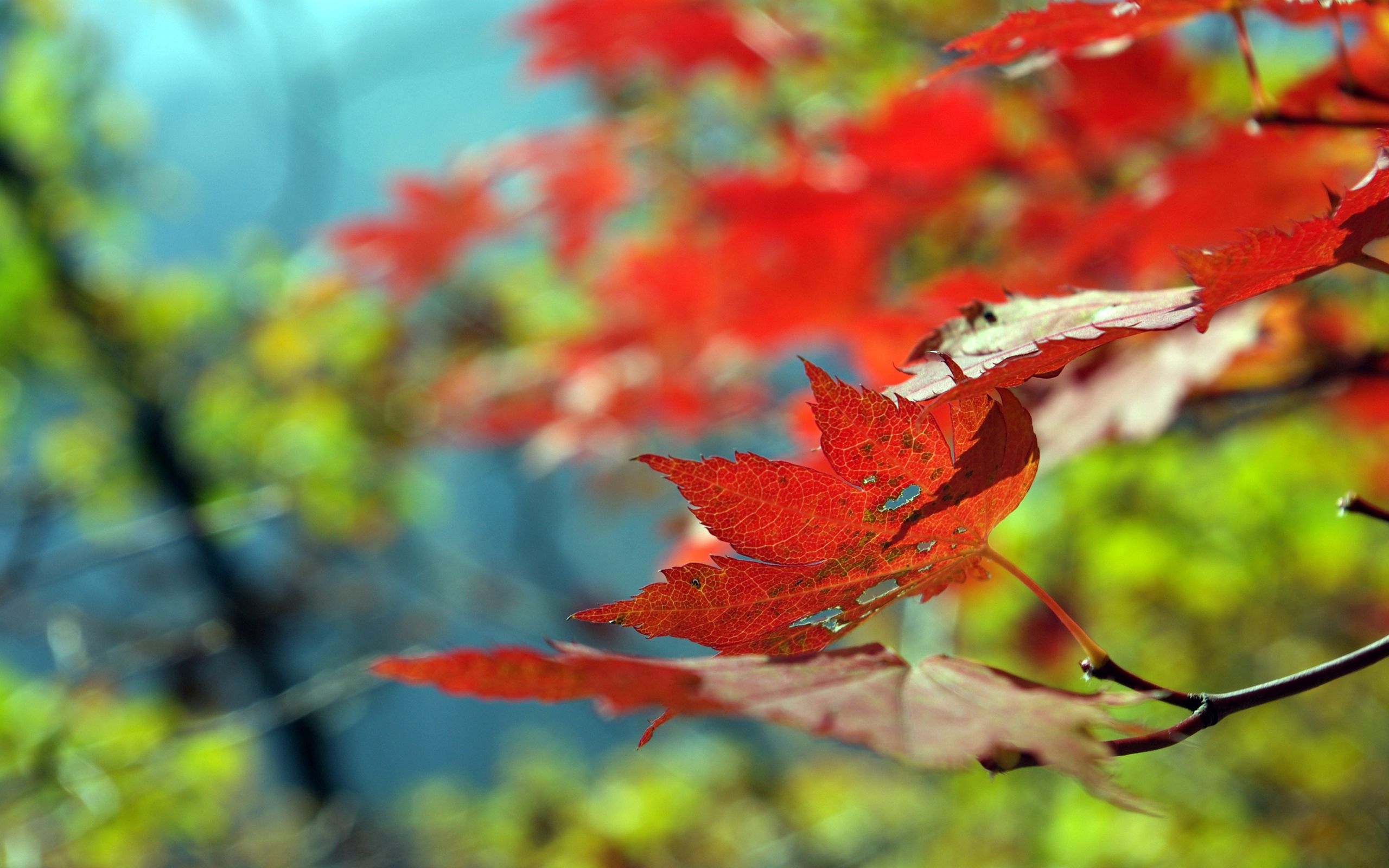 autumn, leaves, macro, dry 3d Wallpaper