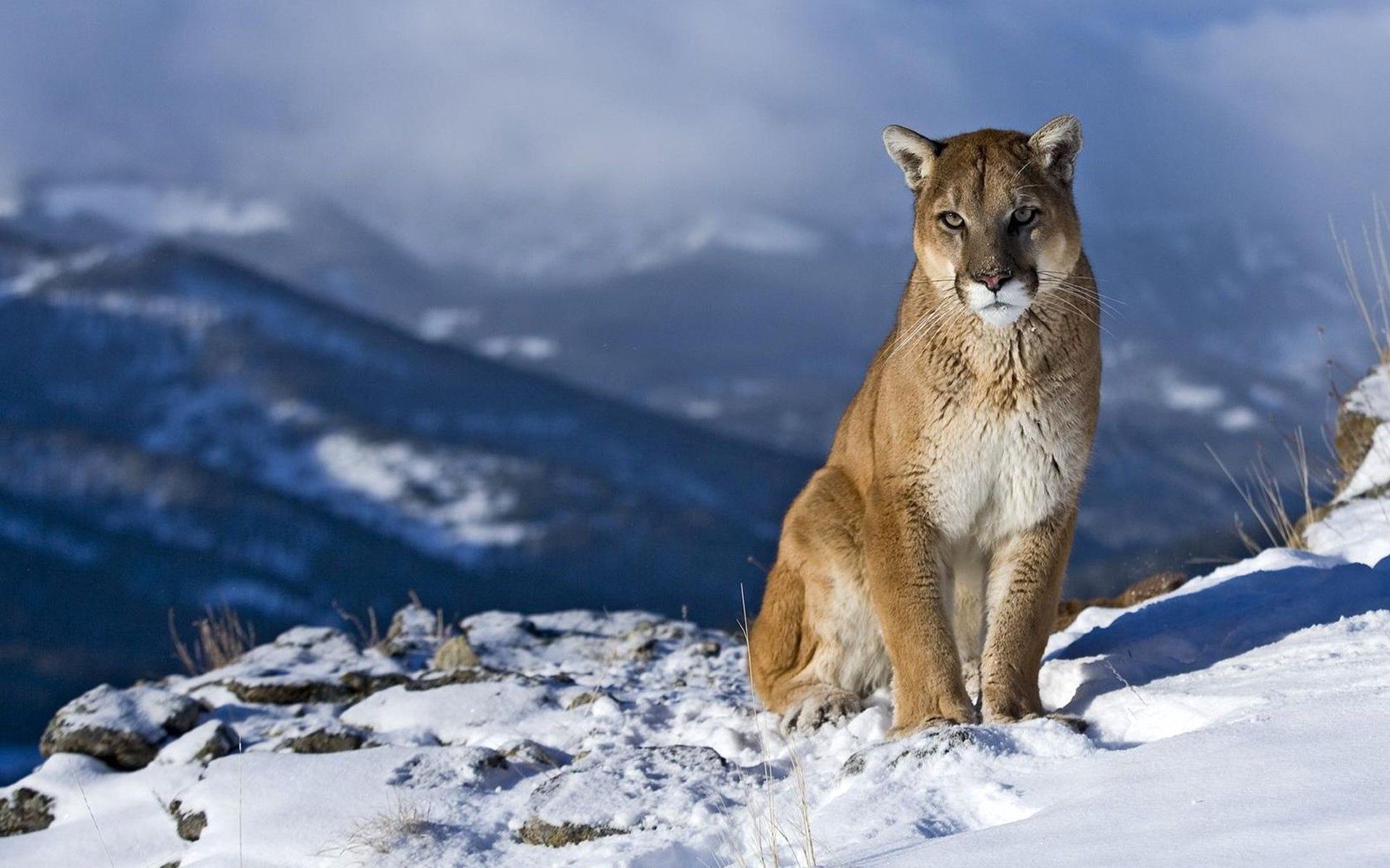 97101 Bildschirmschoner und Hintergrundbilder Puma auf Ihrem Telefon. Laden Sie tiere, schnee, puma, berg, sitzen, schön Bilder kostenlos herunter