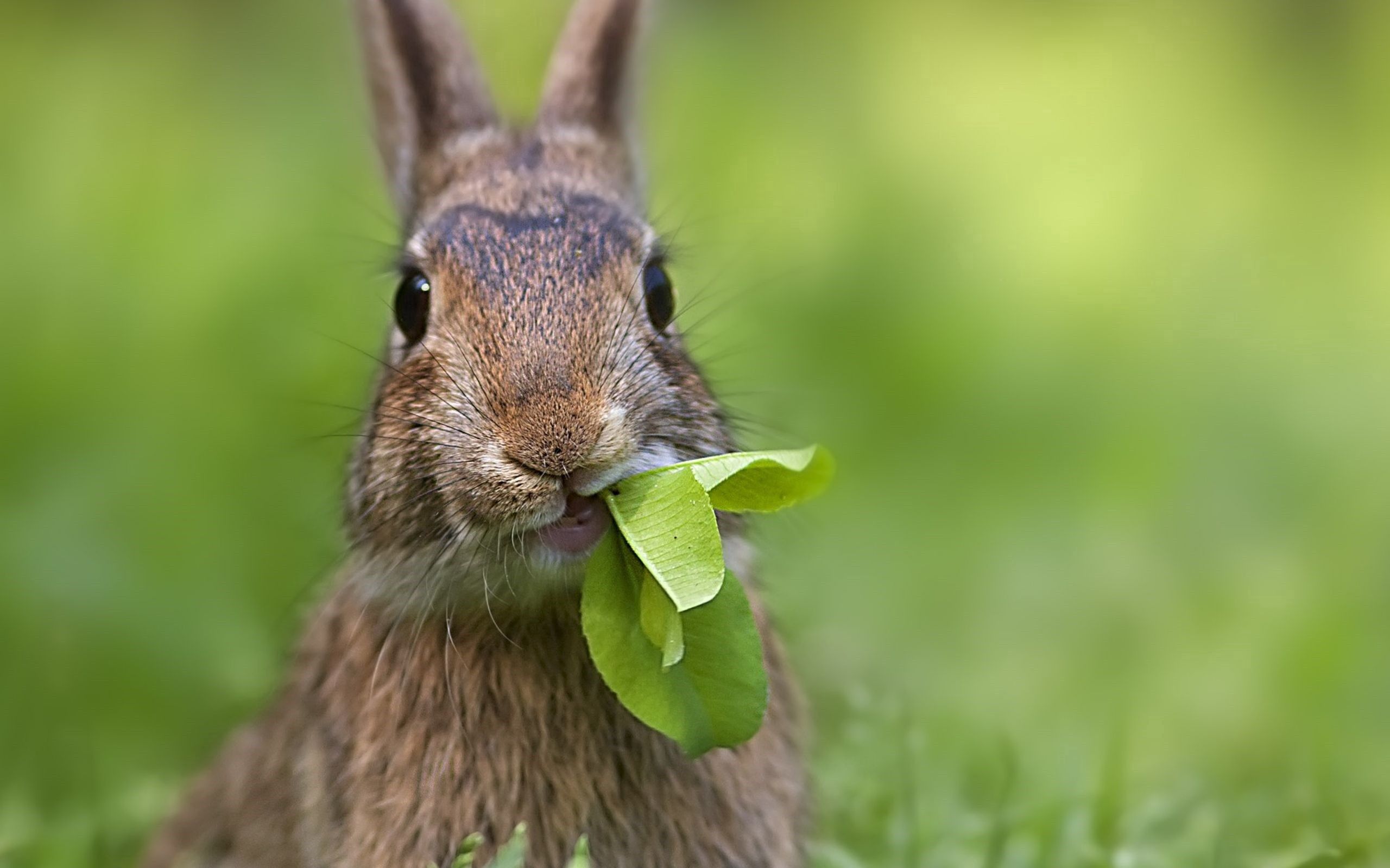 68117 Bild herunterladen kaninchen, tiere, grass, blatt, cool - Hintergrundbilder und Bildschirmschoner kostenlos