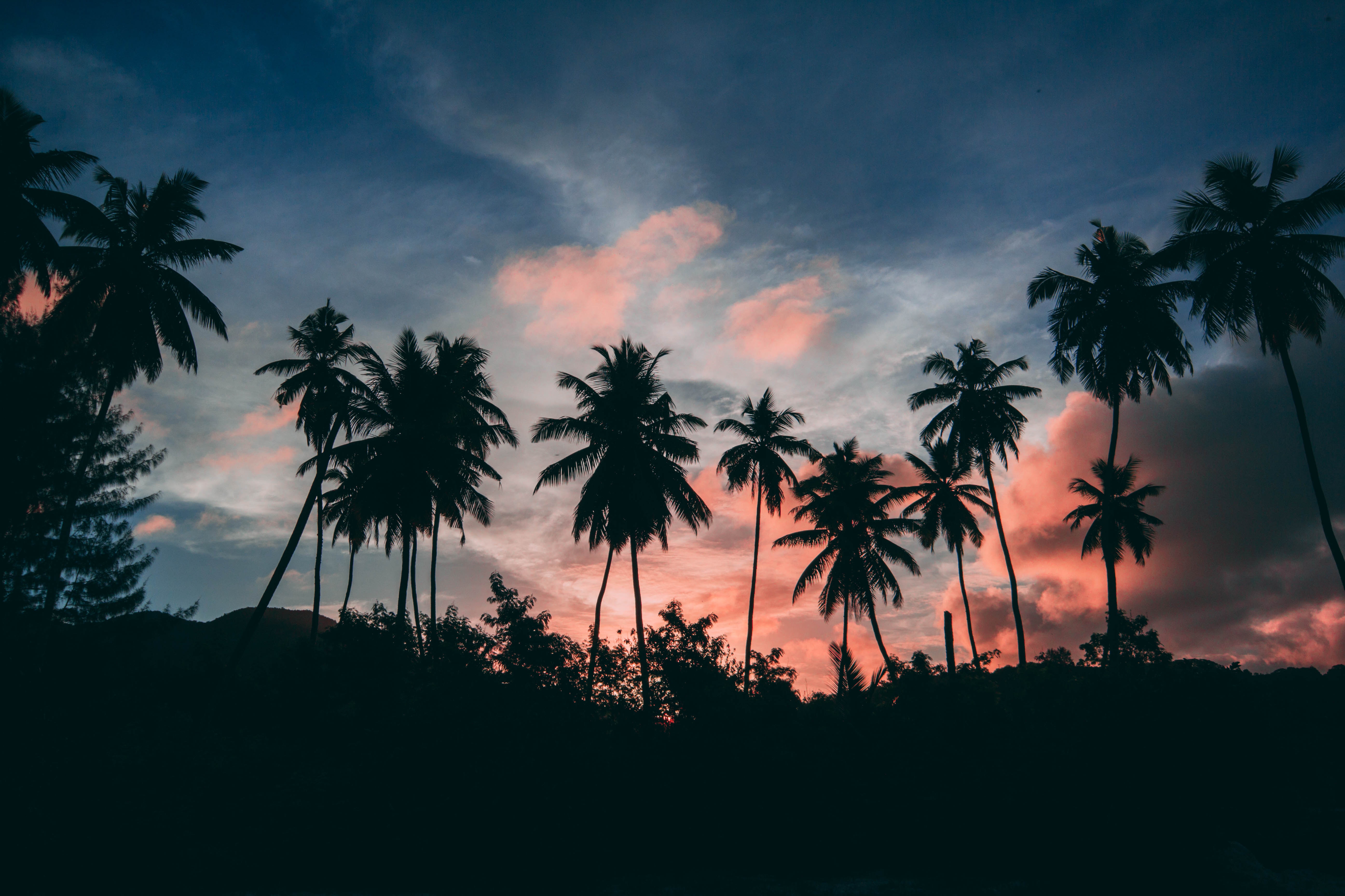 nature, sunset, sky, clouds, palms, outlines, tropics