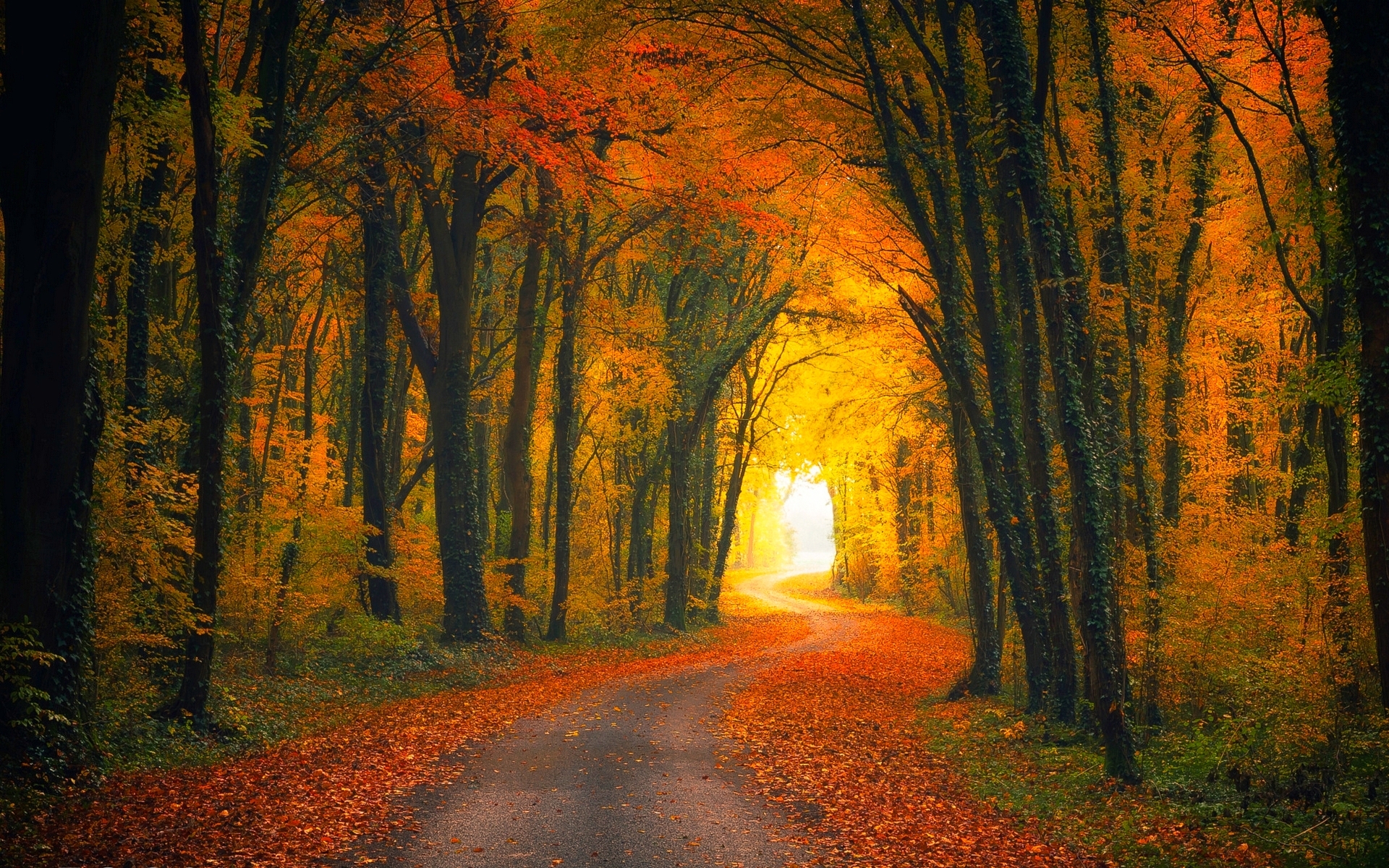 Download Phone wallpaper man made, forest, road, fall
