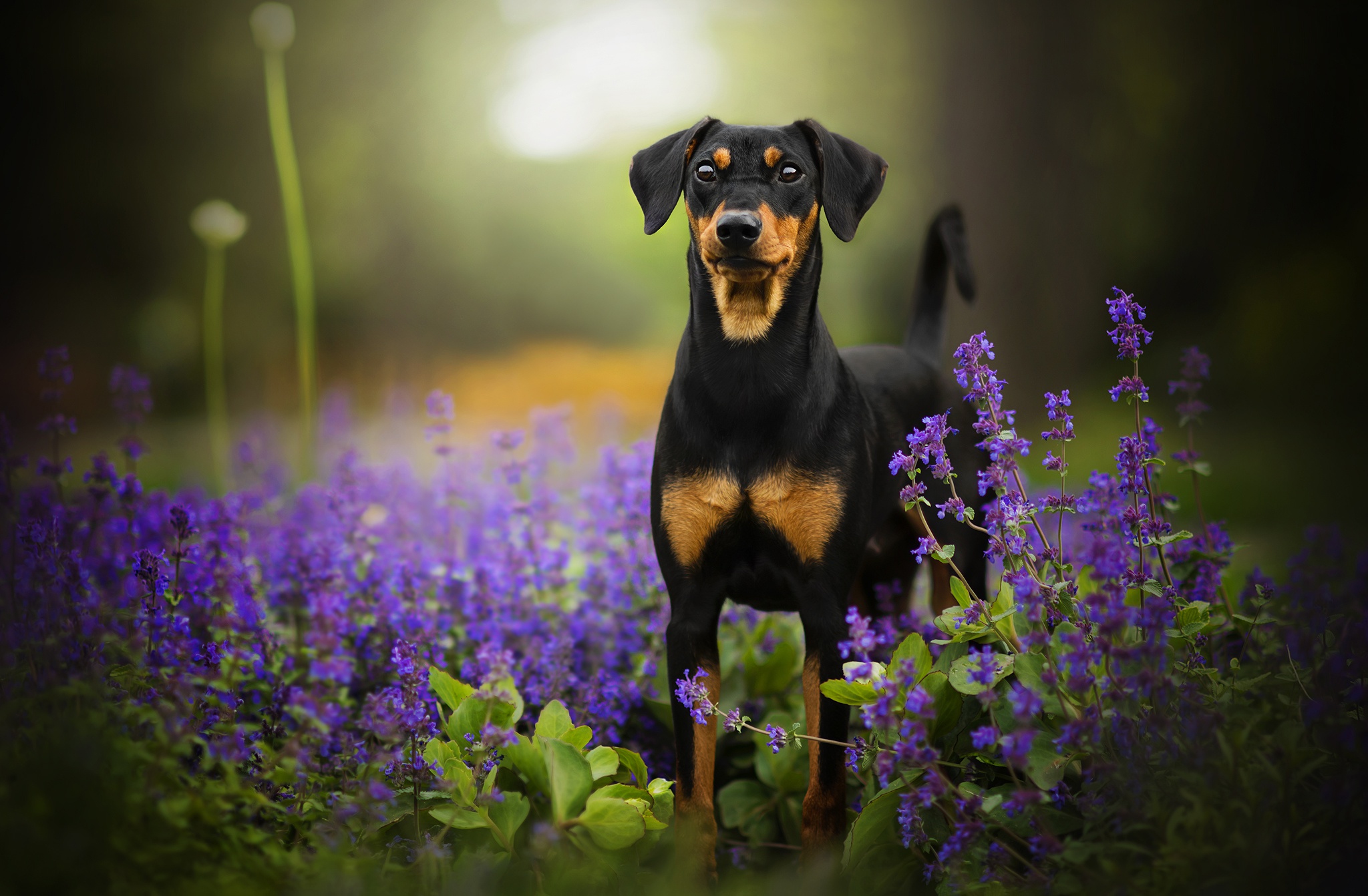 HD desktop wallpaper: Dogs, Flower, Dog, Animal, Puppy, Baby Animal,  Doberman Pinscher, Depth Of Field download free picture #484163