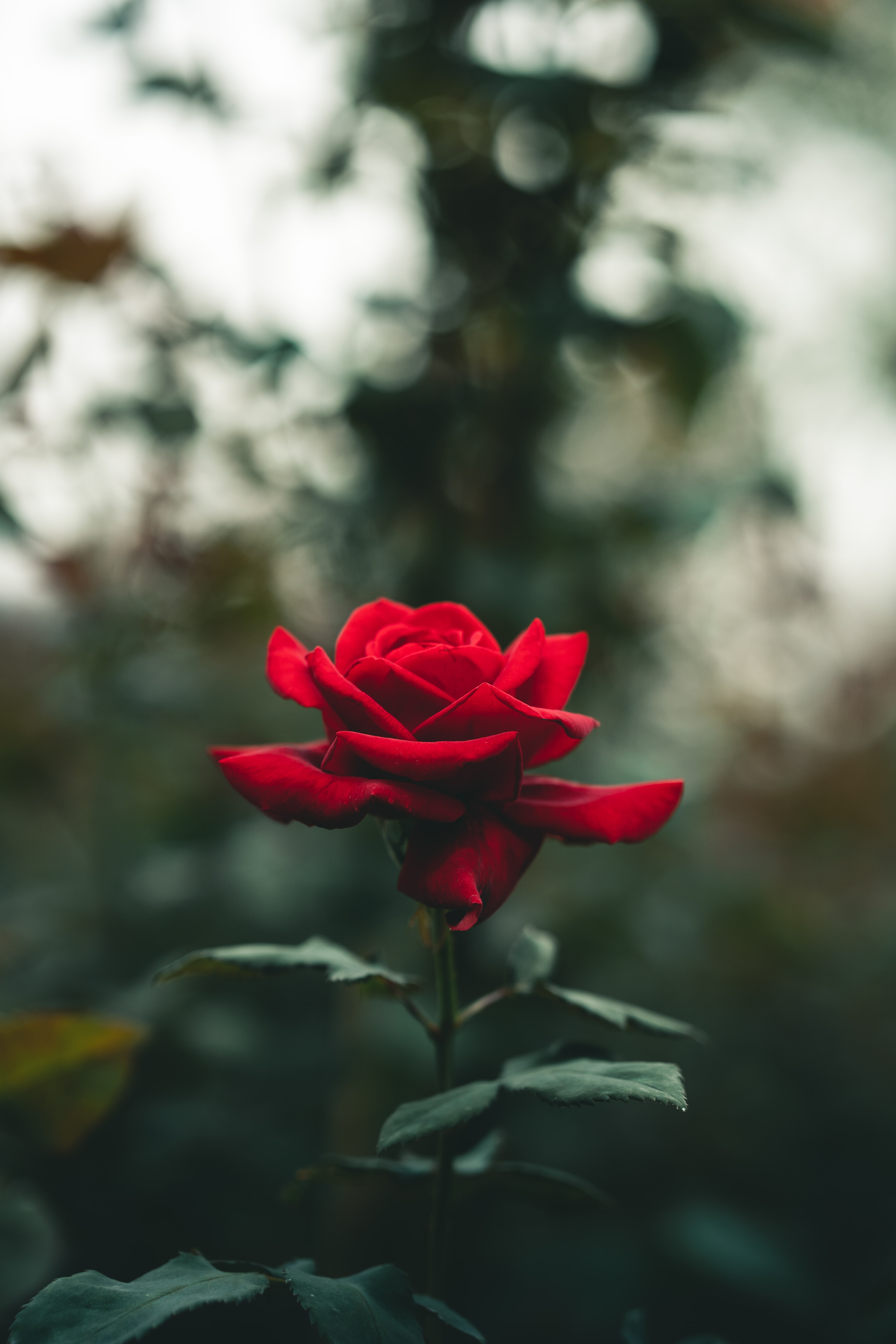 rose flower, flowers, red, flower, rose, petals, blur Smartphone Background