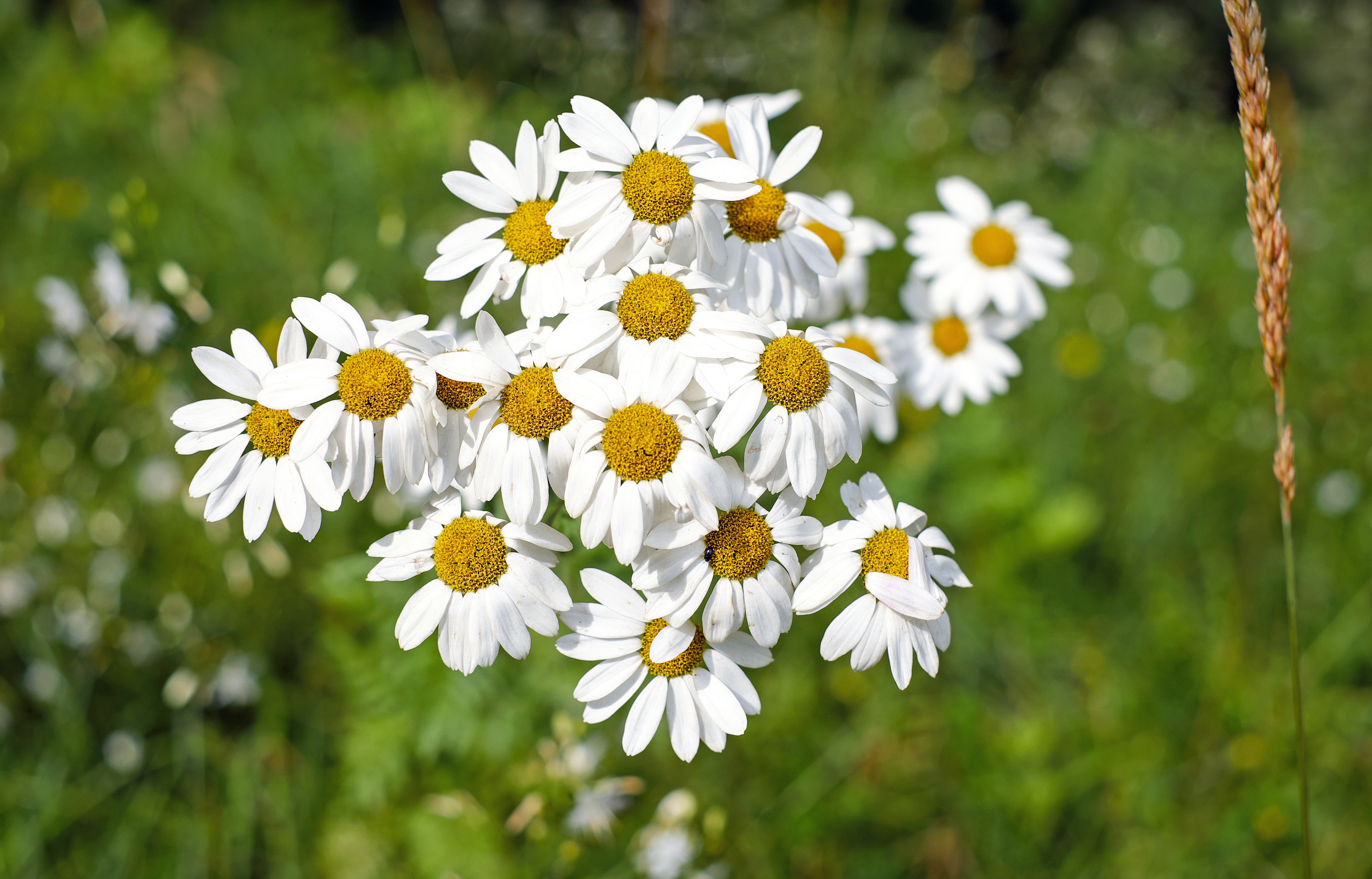 earth, daisy, chamomile, close up, flower, nature, summer, wildflower, flowers