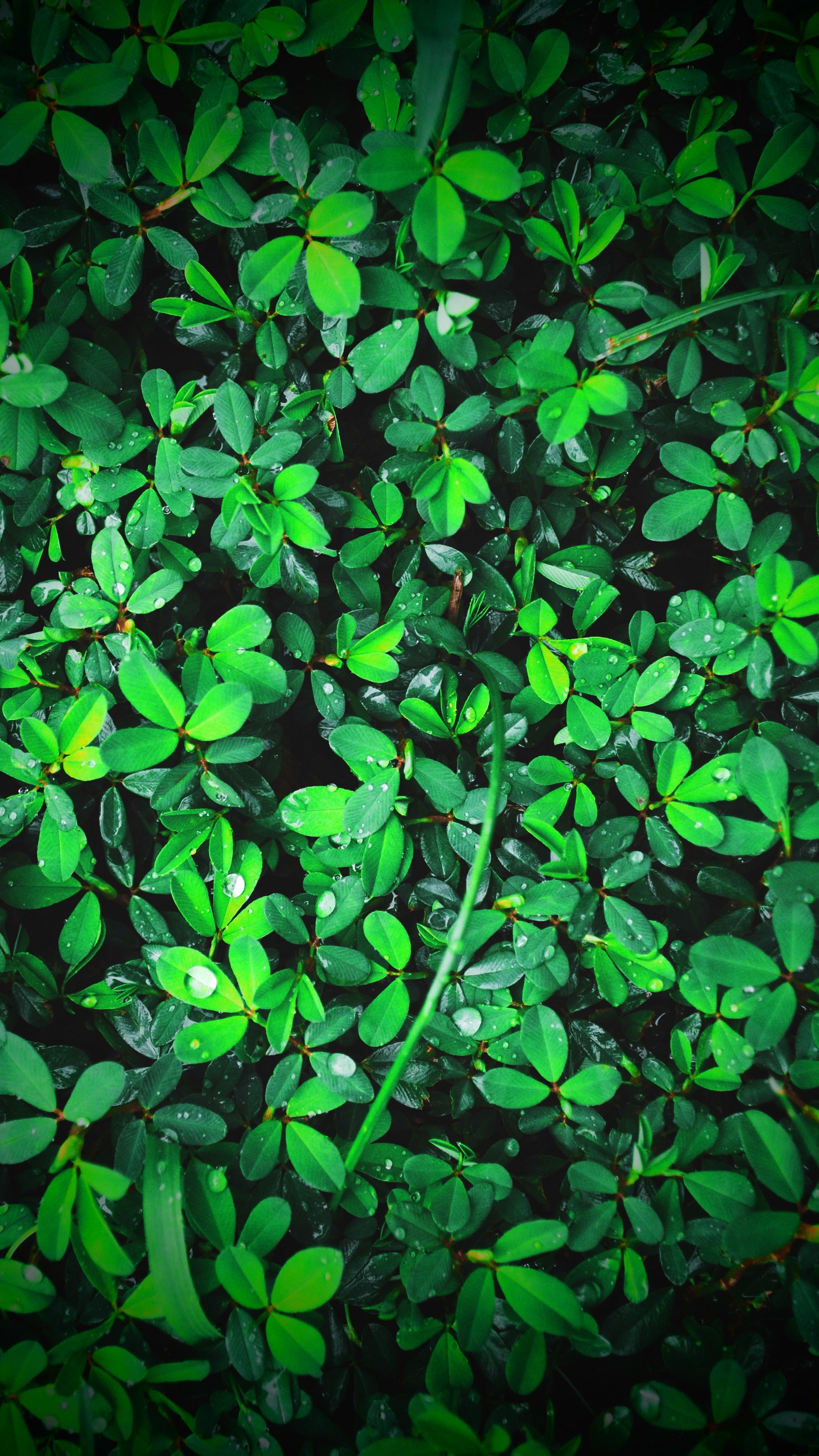 leaves, drops, green, plant, macro, bright, dew HD wallpaper