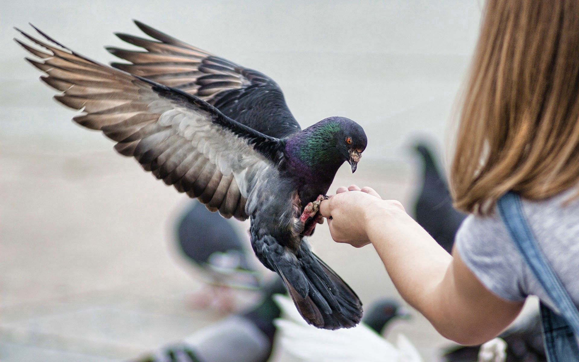 pigeons, animals, birds, wave, sweep, feeding 8K