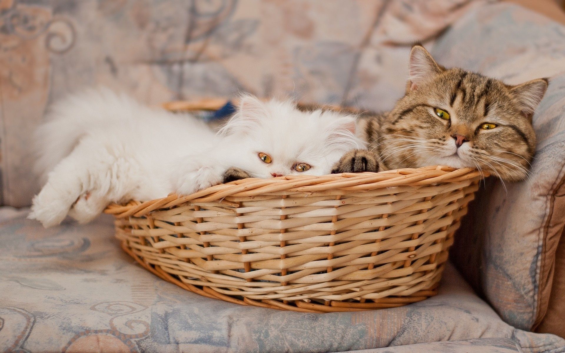 Images & Pictures basket, muzzle, lie, animals Cats