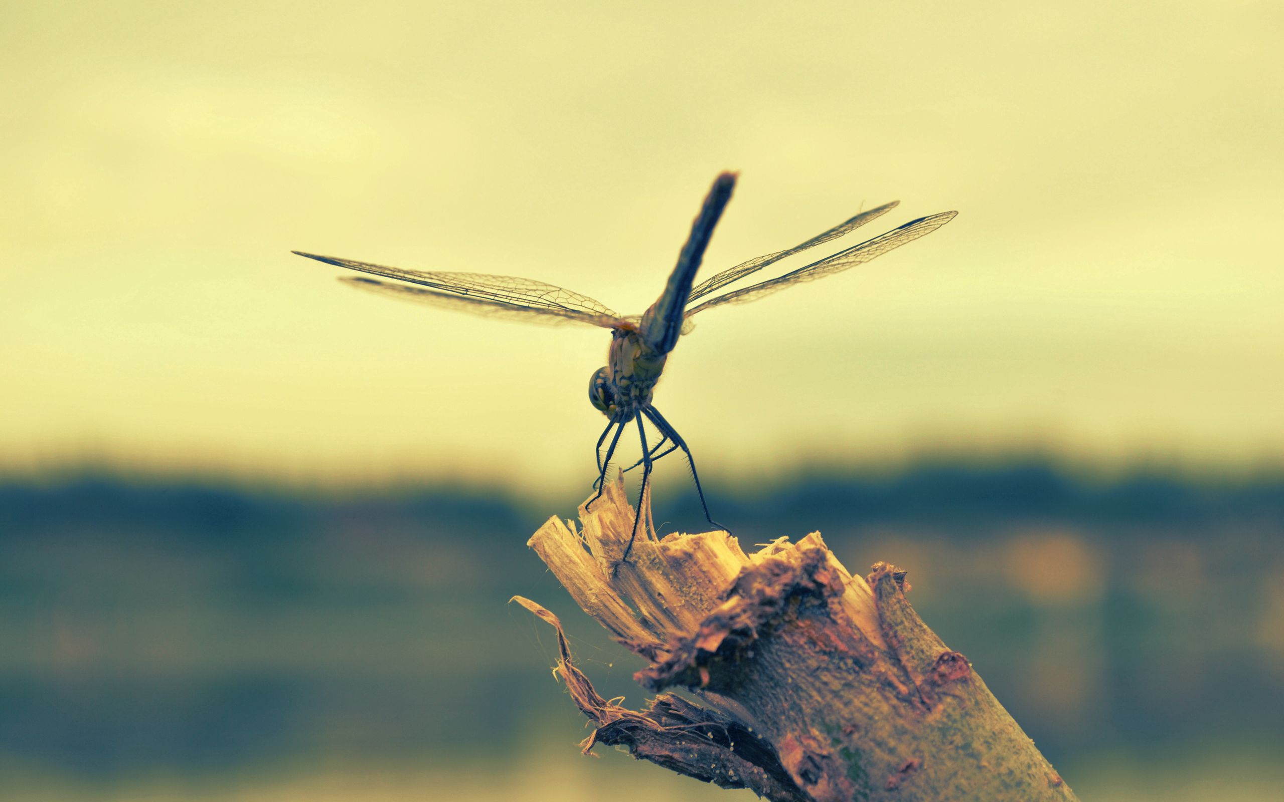 Laden Sie das Makro, Holz, Insekt, Flug, Libelle-Bild kostenlos auf Ihren PC-Desktop herunter