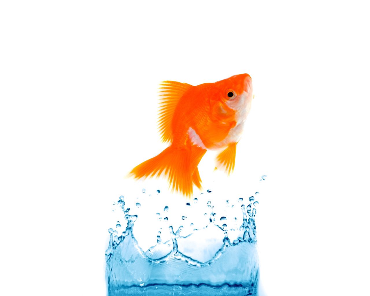 splash, animals, bounce, jump, fish phone background