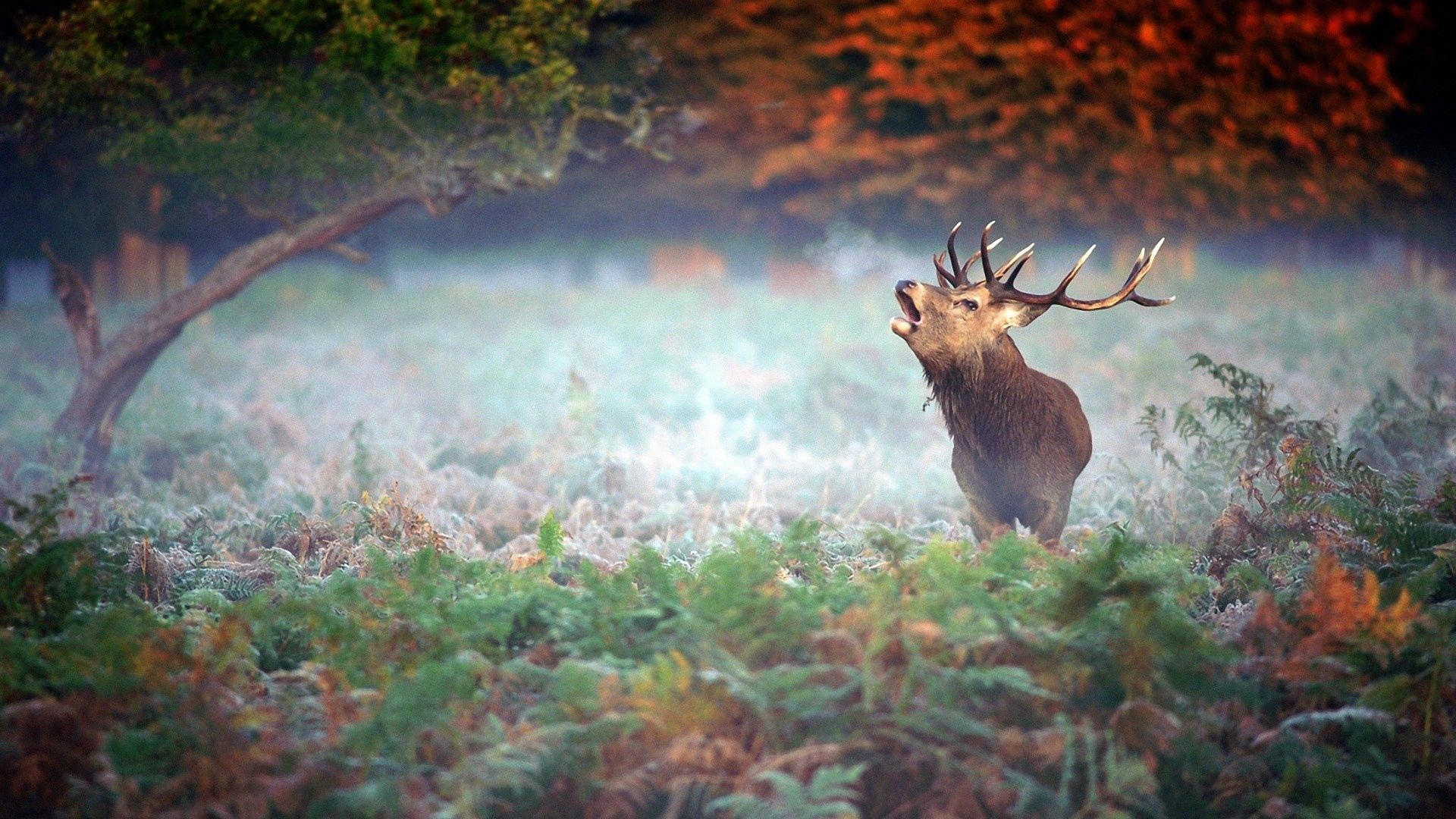 animals, trees, grass, fog, fear, deer mobile wallpaper