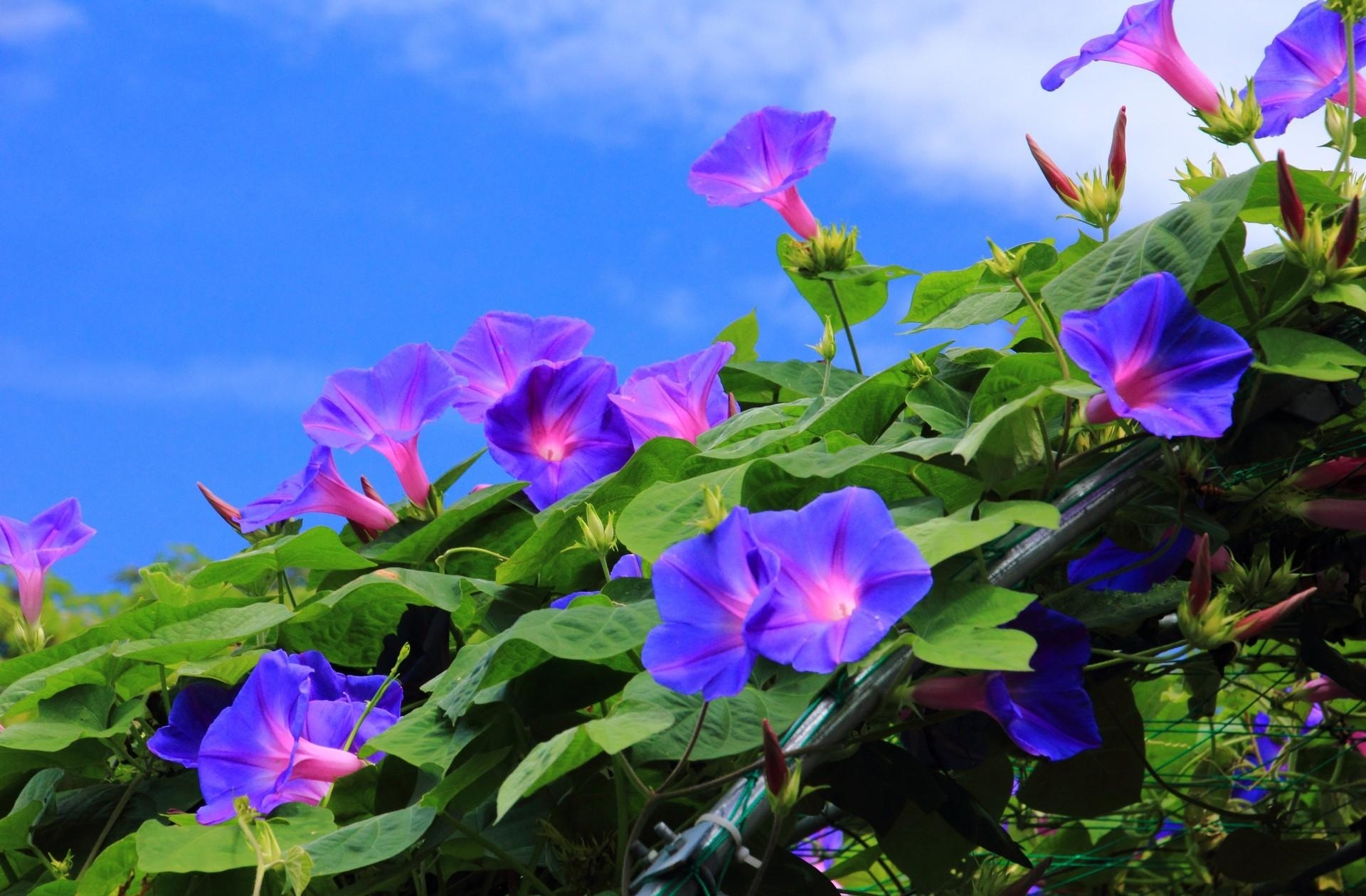 sky, flowers, bindweed, blue, greens, morning glory, ipme, wonkie Free Stock Photo