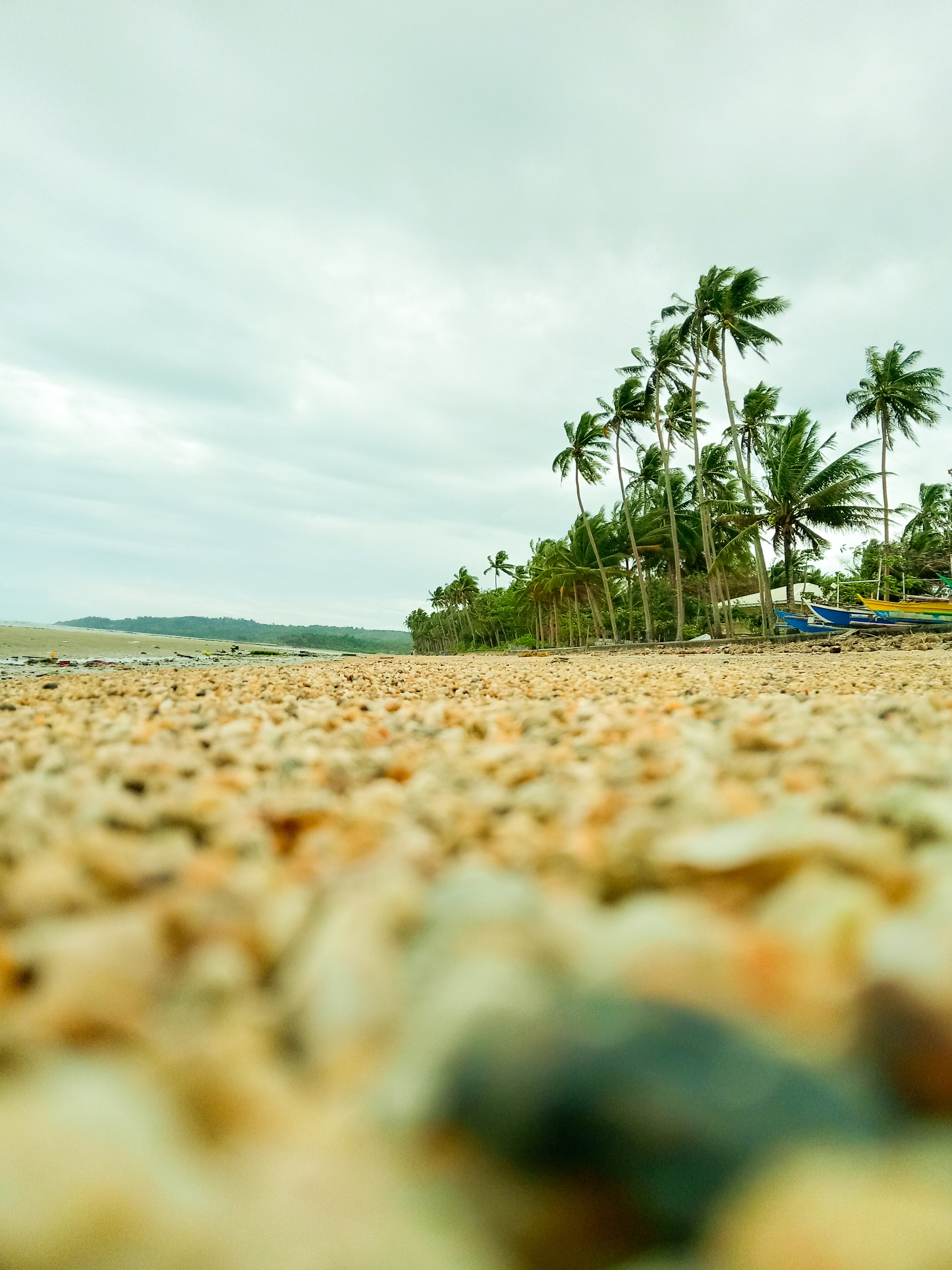 palms, nature, pebble, beach, coast phone background