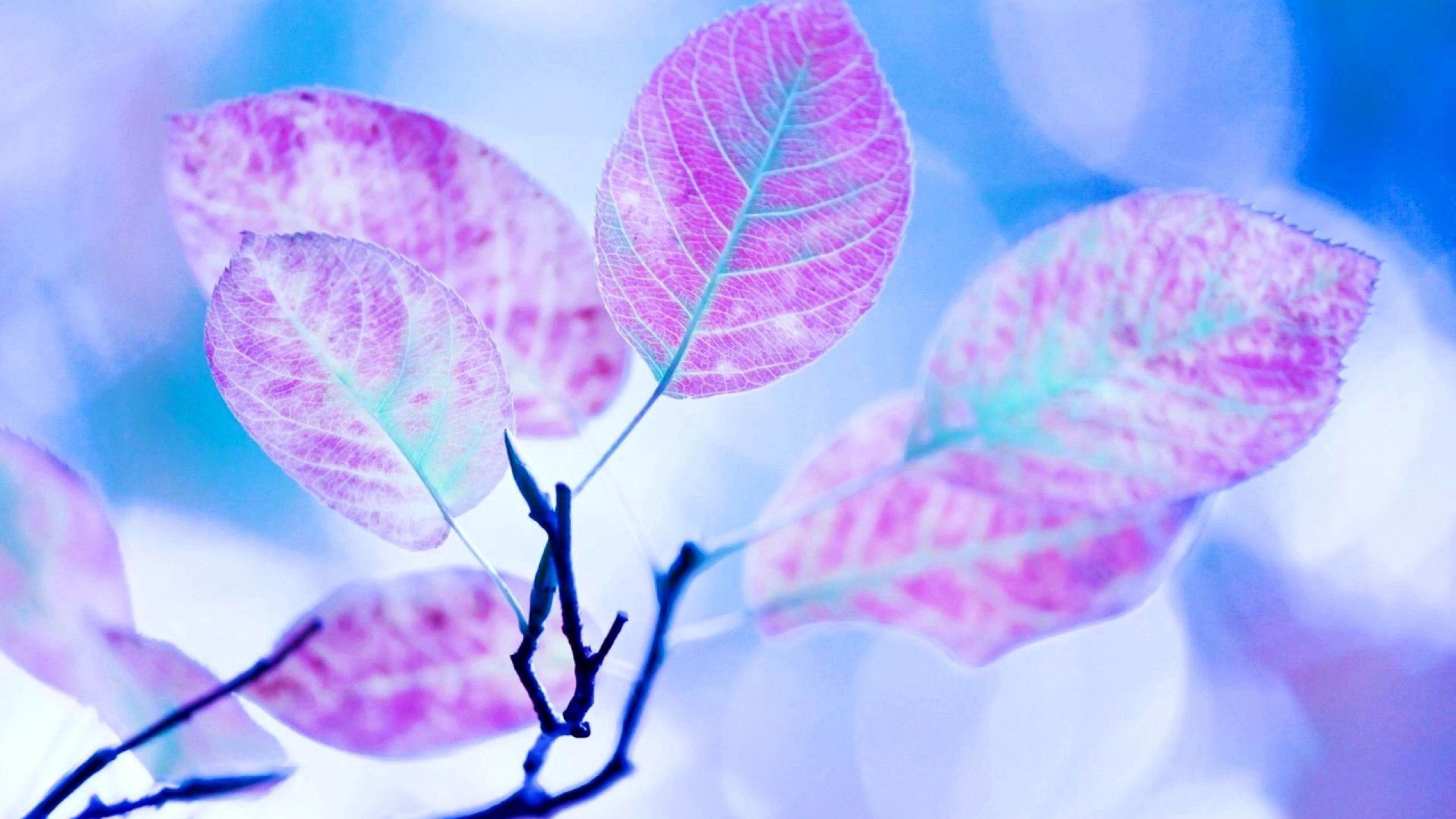 Lilac branch, leaves, macro 1366x768 Wallpapers