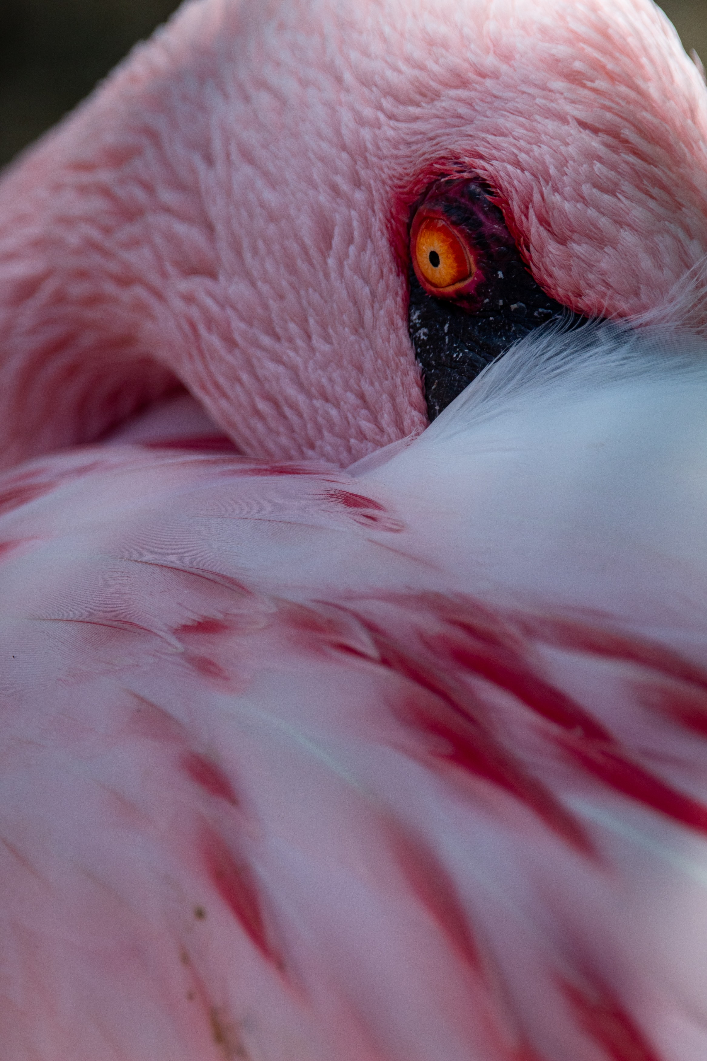 Cool HD Wallpaper flamingo, pink, animals, eye