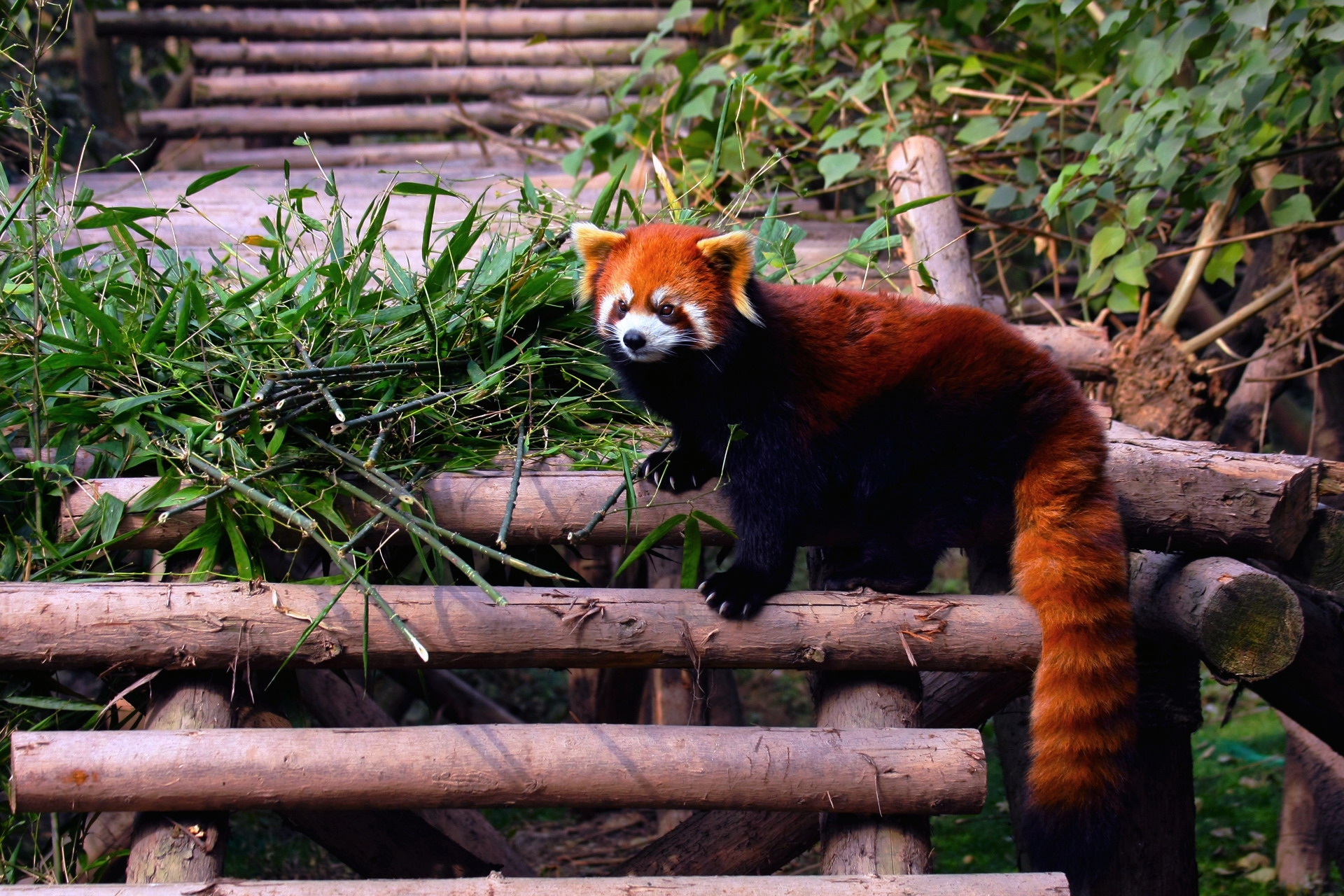 90029 Hintergrundbild herunterladen tiere, blätter, struktur, steigen, klettern, treppe, leiter, roter panda - Bildschirmschoner und Bilder kostenlos
