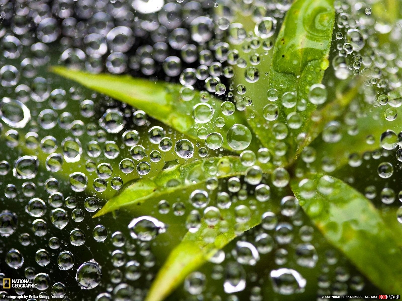 Laden Sie das Pflanzen, Wasser, Blätter, Bubbles-Bild kostenlos auf Ihren PC-Desktop herunter