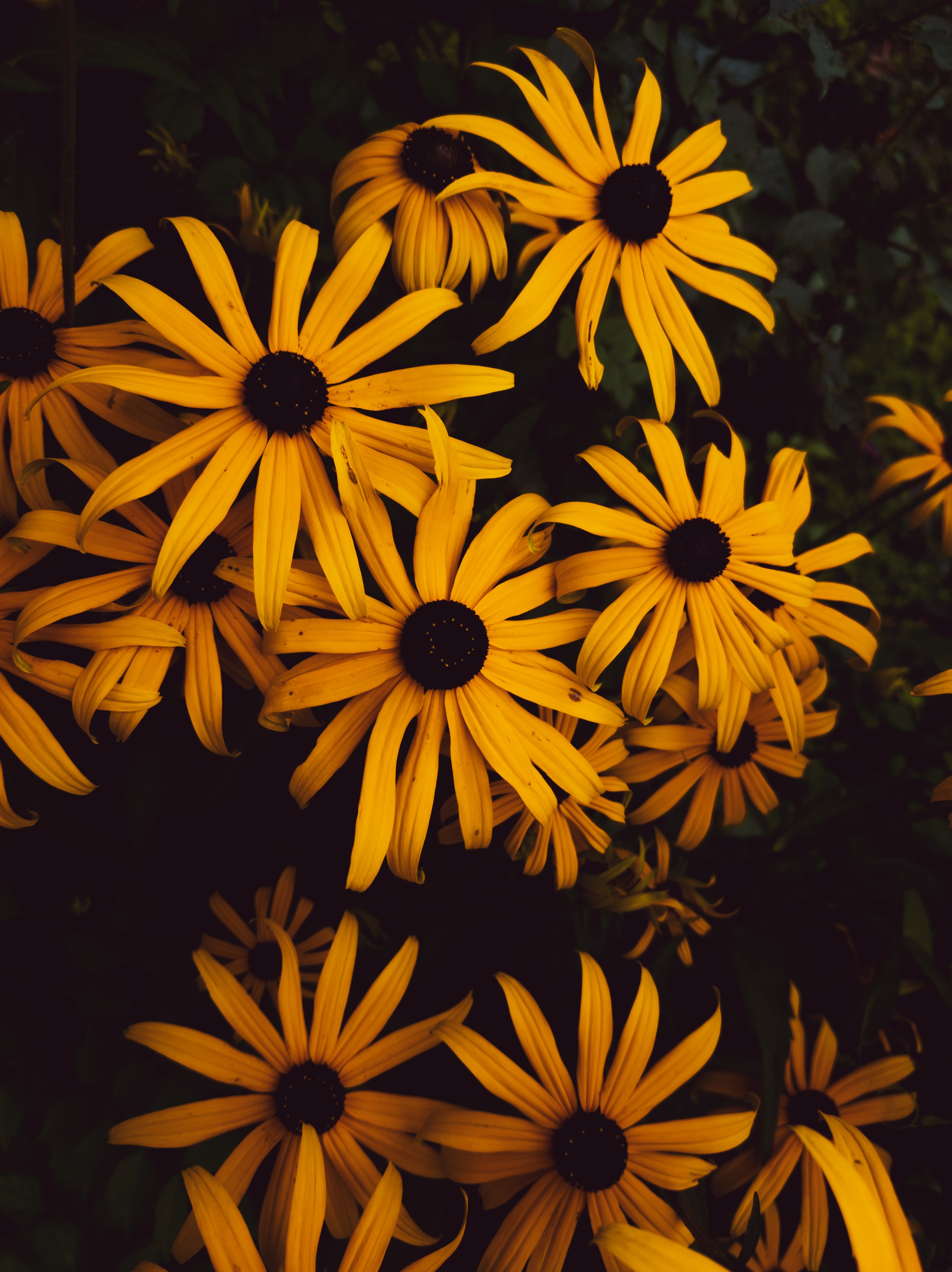 petals, yellow, flowers, bloom, flowering
