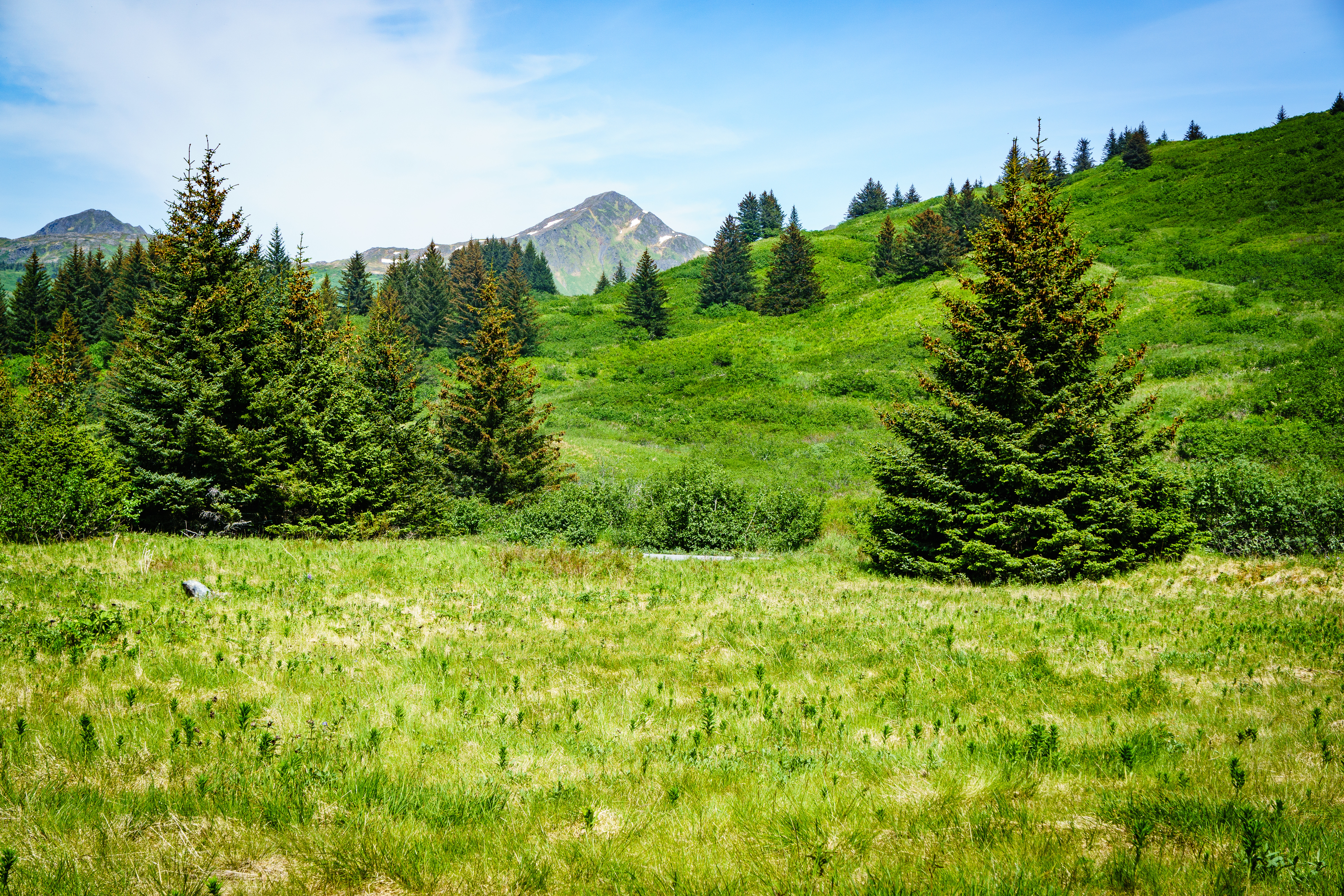 Laden Sie das Natur, Bäume, Berg, Scheitel, Nach Oben, Die Hügel, Hügel-Bild kostenlos auf Ihren PC-Desktop herunter
