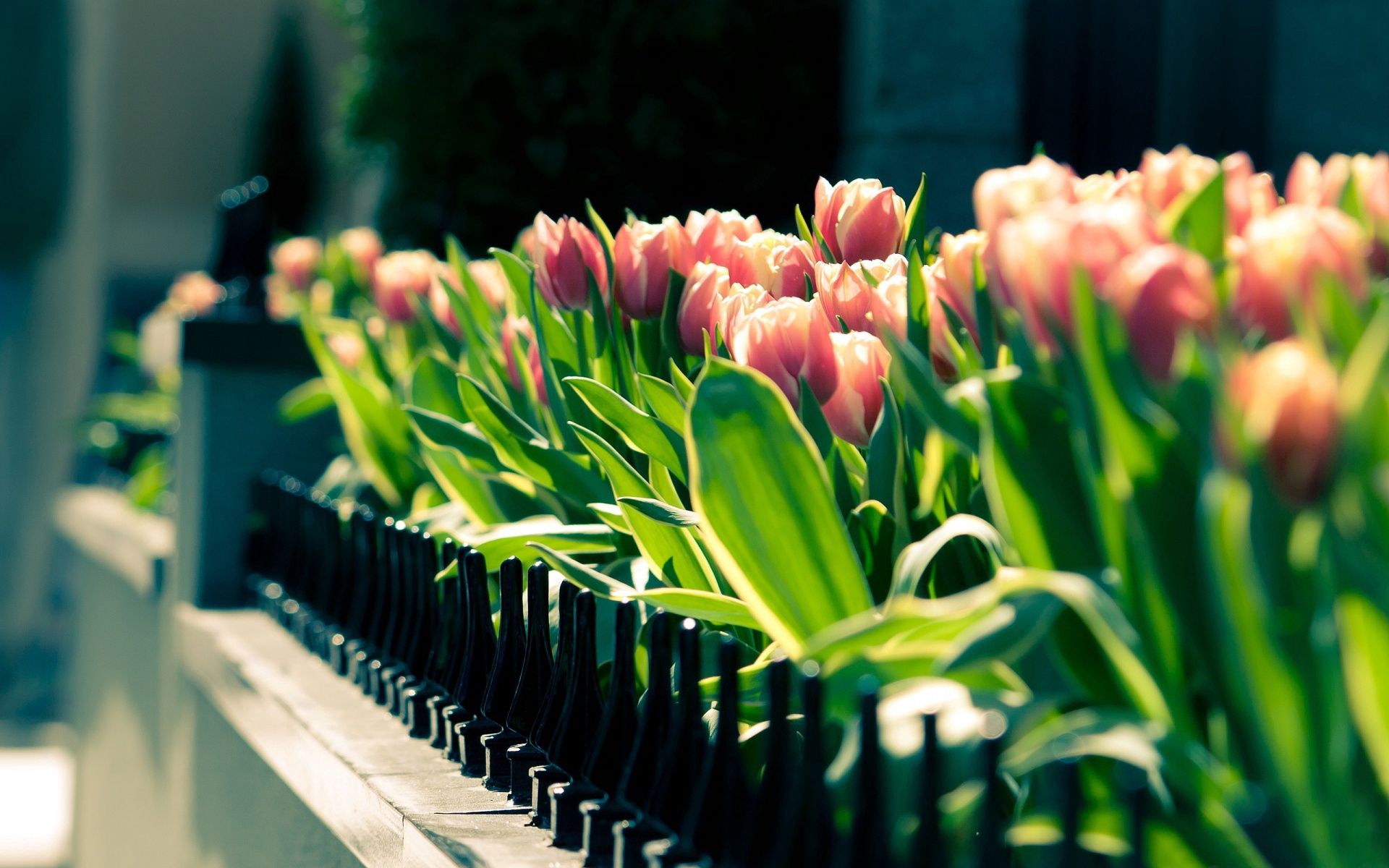tulips, flowers, flower bed, flowerbed, fence, spring, sunny 4K Ultra