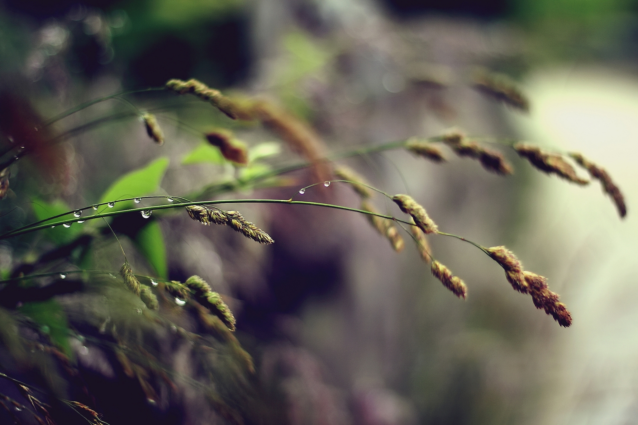 stalk, grass, plant, macro, stem UHD