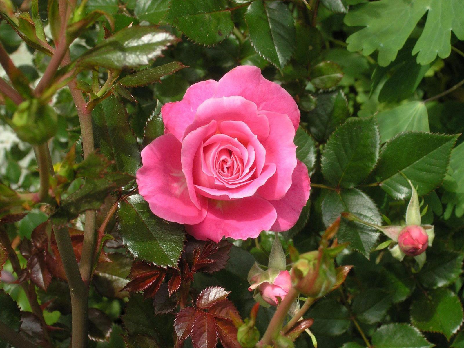 rose flower, rose, bush, leaves home screen for smartphone