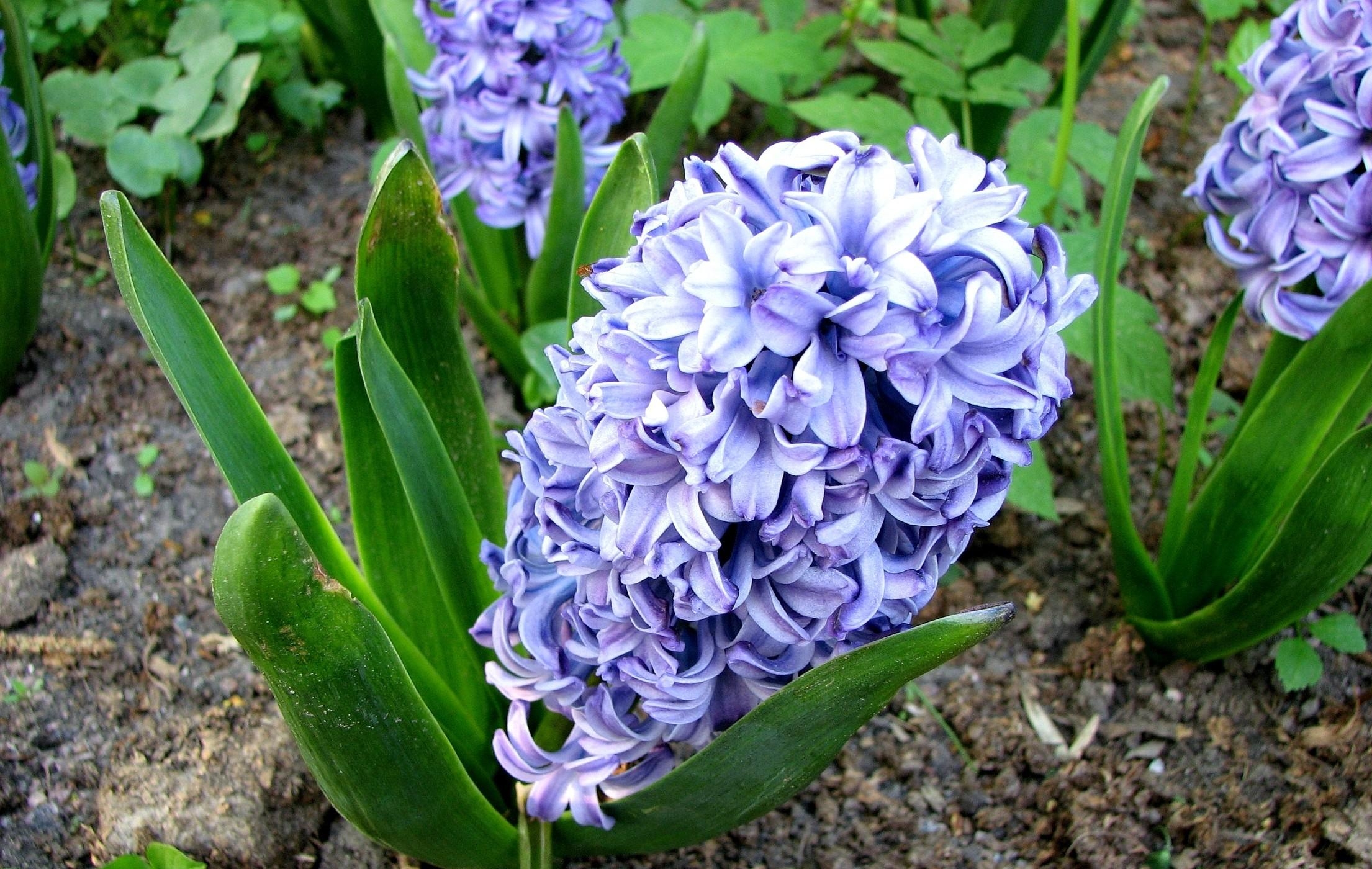 92425 Hintergrundbild herunterladen blumen, hyacinth, blume, grüne, grünen, blumenbeet, boden, grundieren - Bildschirmschoner und Bilder kostenlos