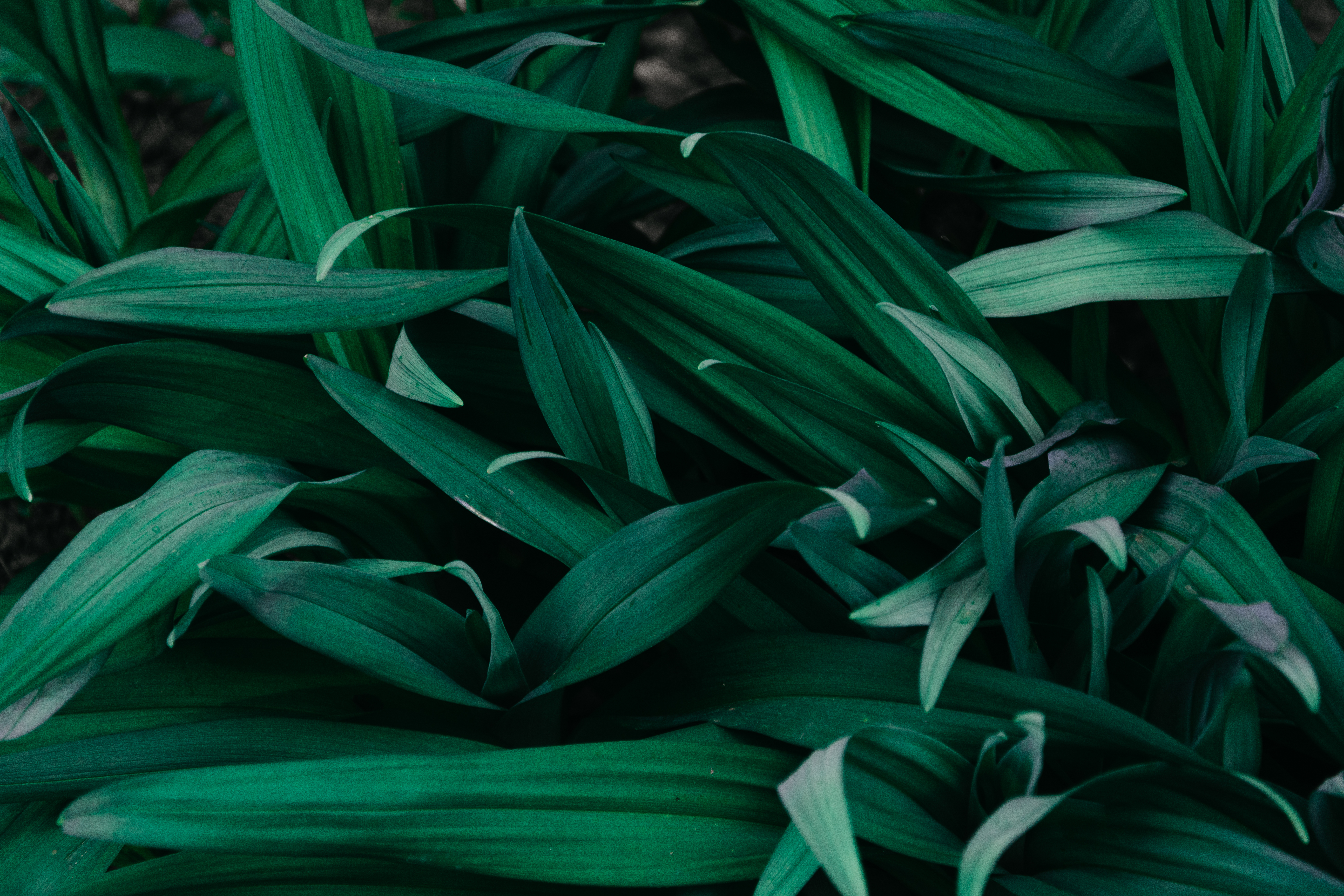 plants, grass, green, macro cellphone