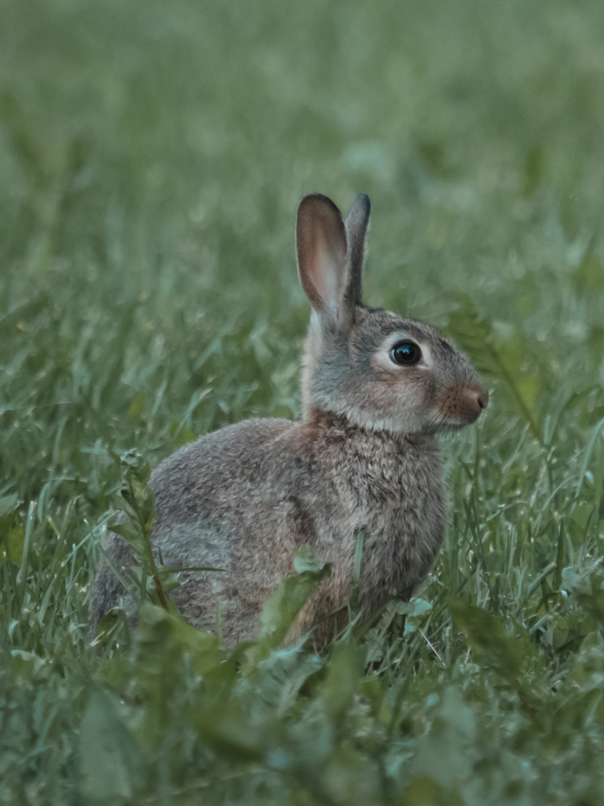 141290 Screensavers and Wallpapers Rabbit for phone. Download animals, grass, animal, profile, rabbit pictures for free