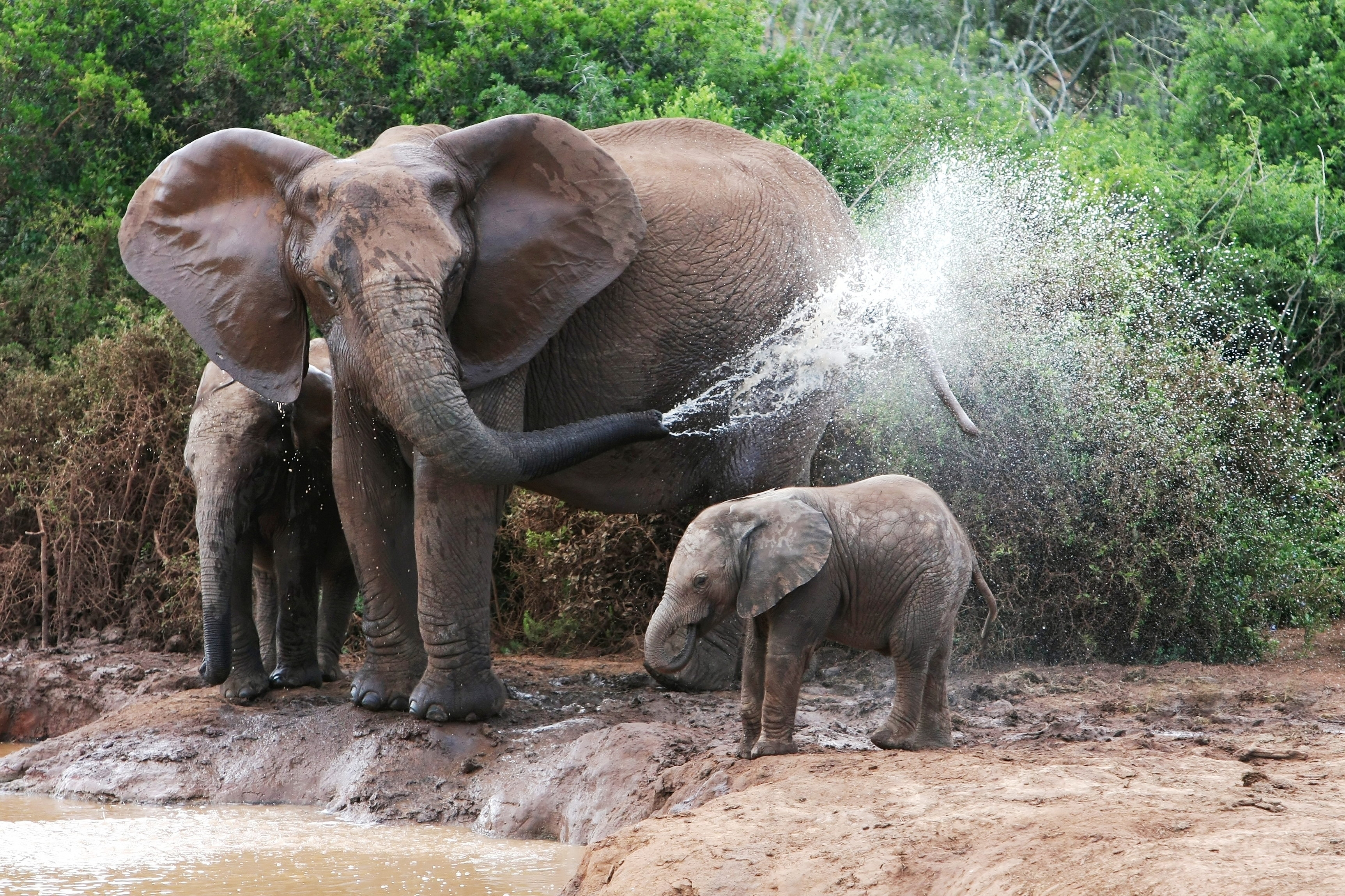 145508 Bildschirmschoner und Hintergrundbilder Elefanten auf Ihrem Telefon. Laden Sie baden, weiblich, wasser, elephants Bilder kostenlos herunter