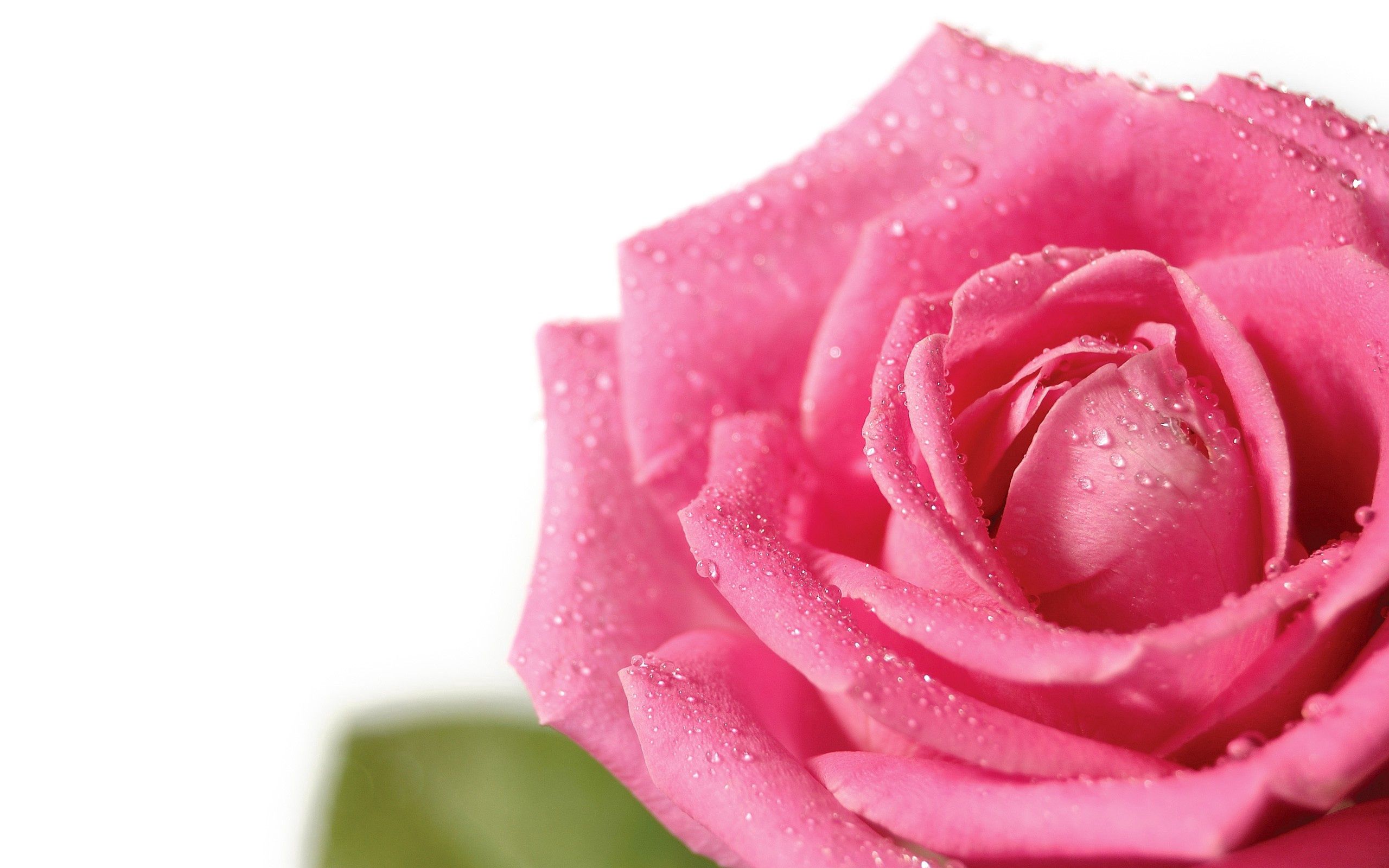 Laden Sie das Rosa, Drops, Blume, Makro, Rose, Blütenblätter, Knospe, Bud-Bild kostenlos auf Ihren PC-Desktop herunter