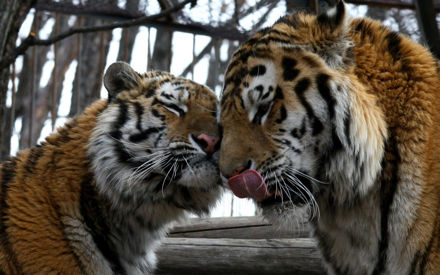 5469 скачать обои тигры, животные - заставки и картинки бесплатно