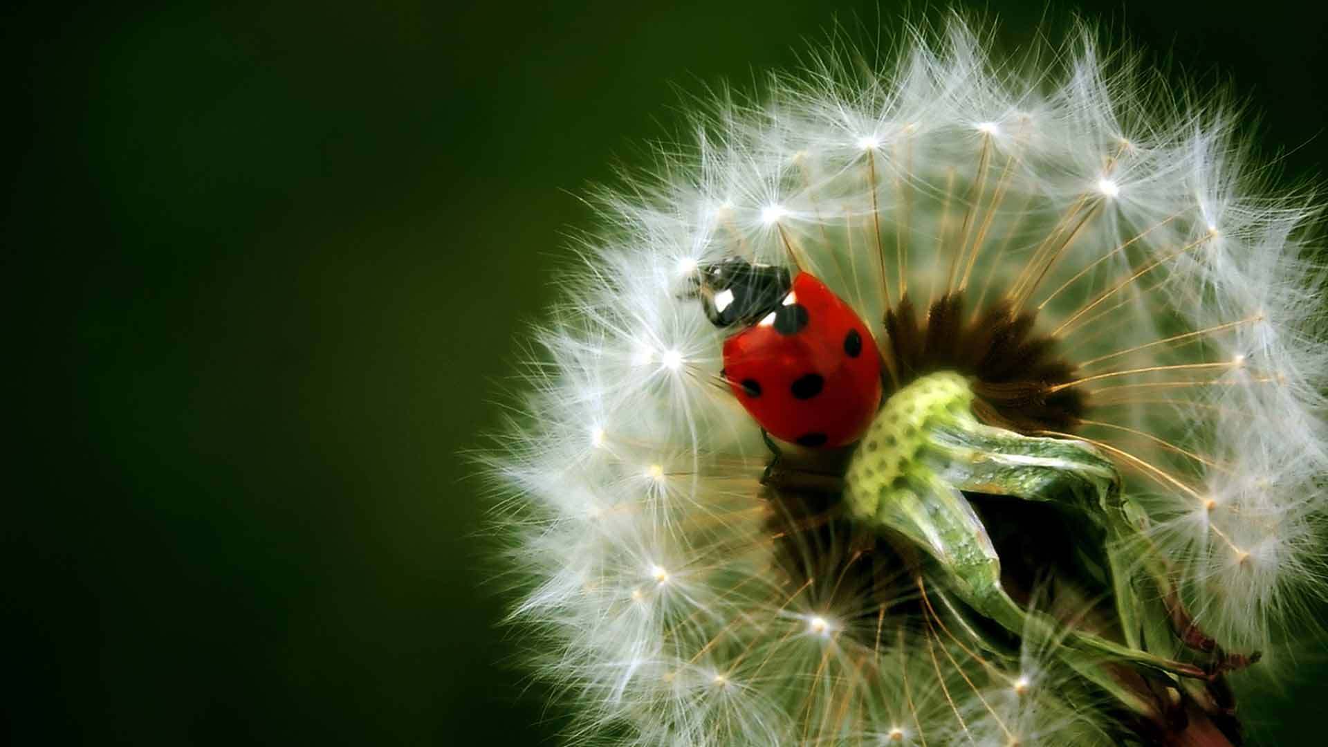 plants, flowers, insects, dandelions, ladybugs cellphone