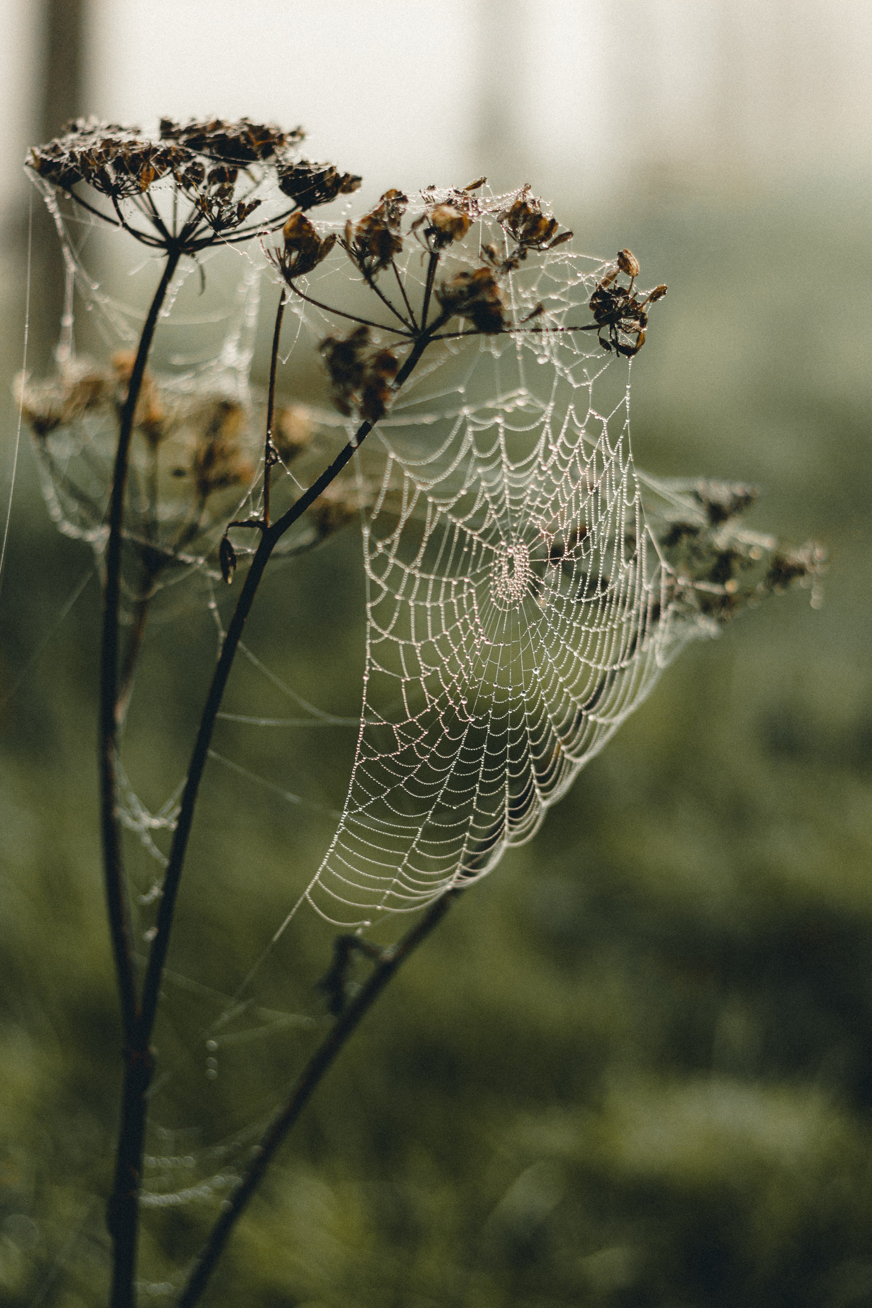 web, plant, macro, dew