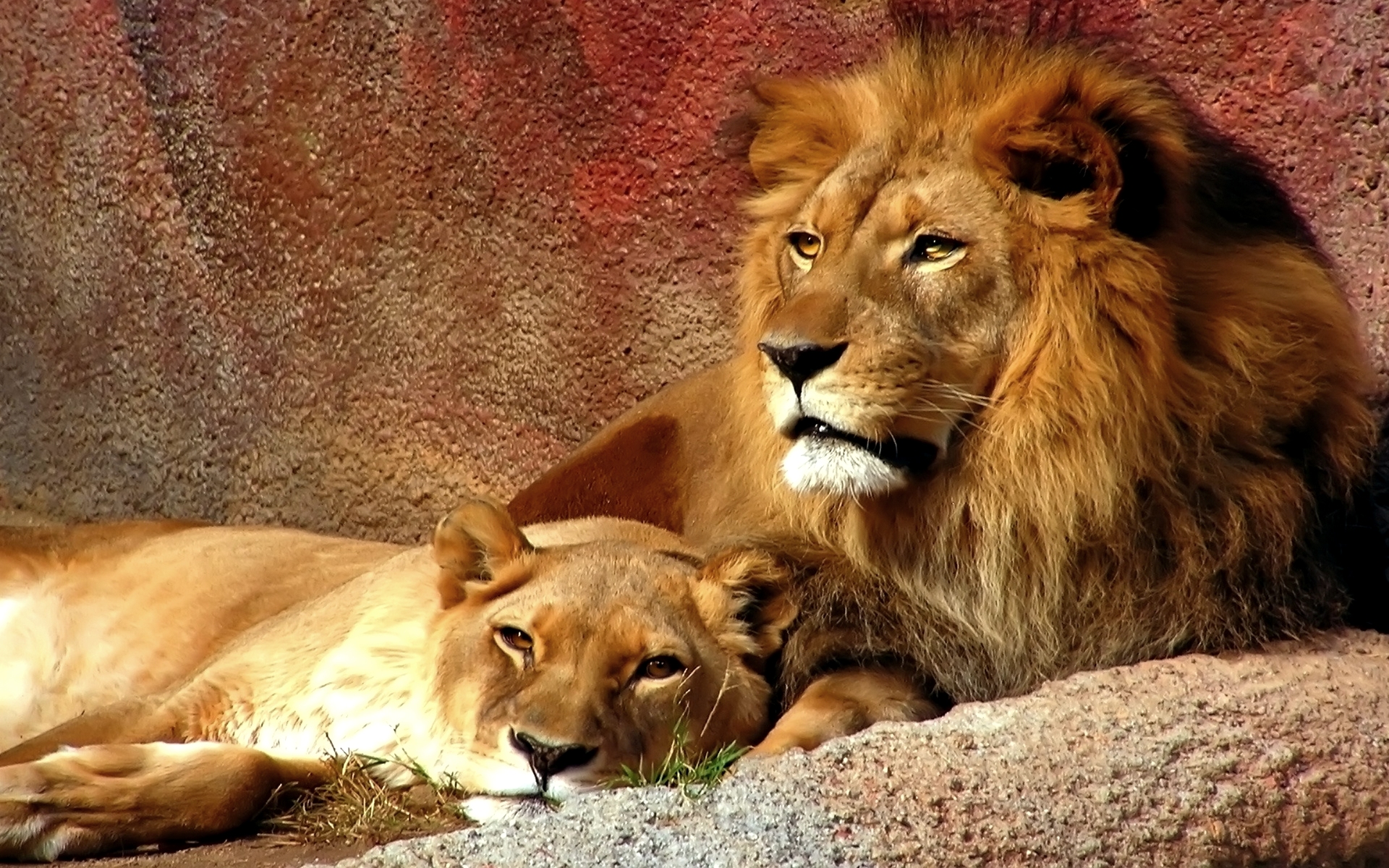 lion, cats, cat, animal HD Wallpaper for Phone
