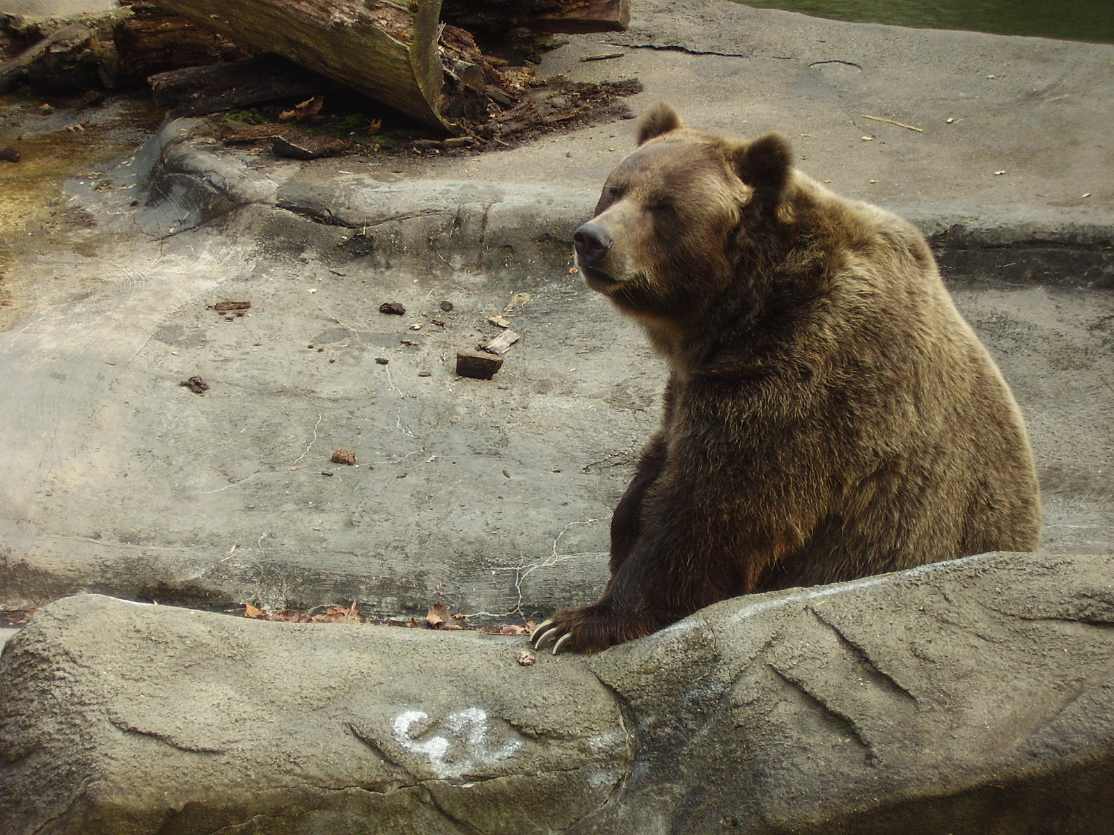 animal, bear, bears wallpapers for tablet