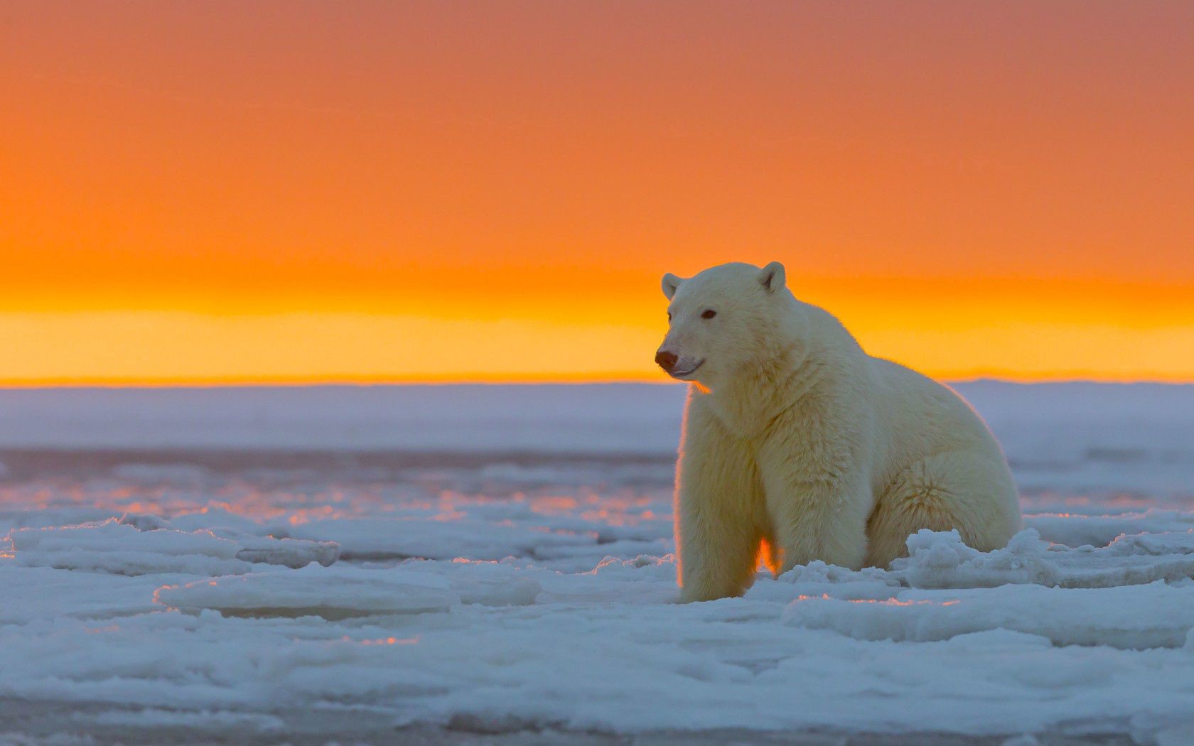 Phone Background animals, polar bear, alaska