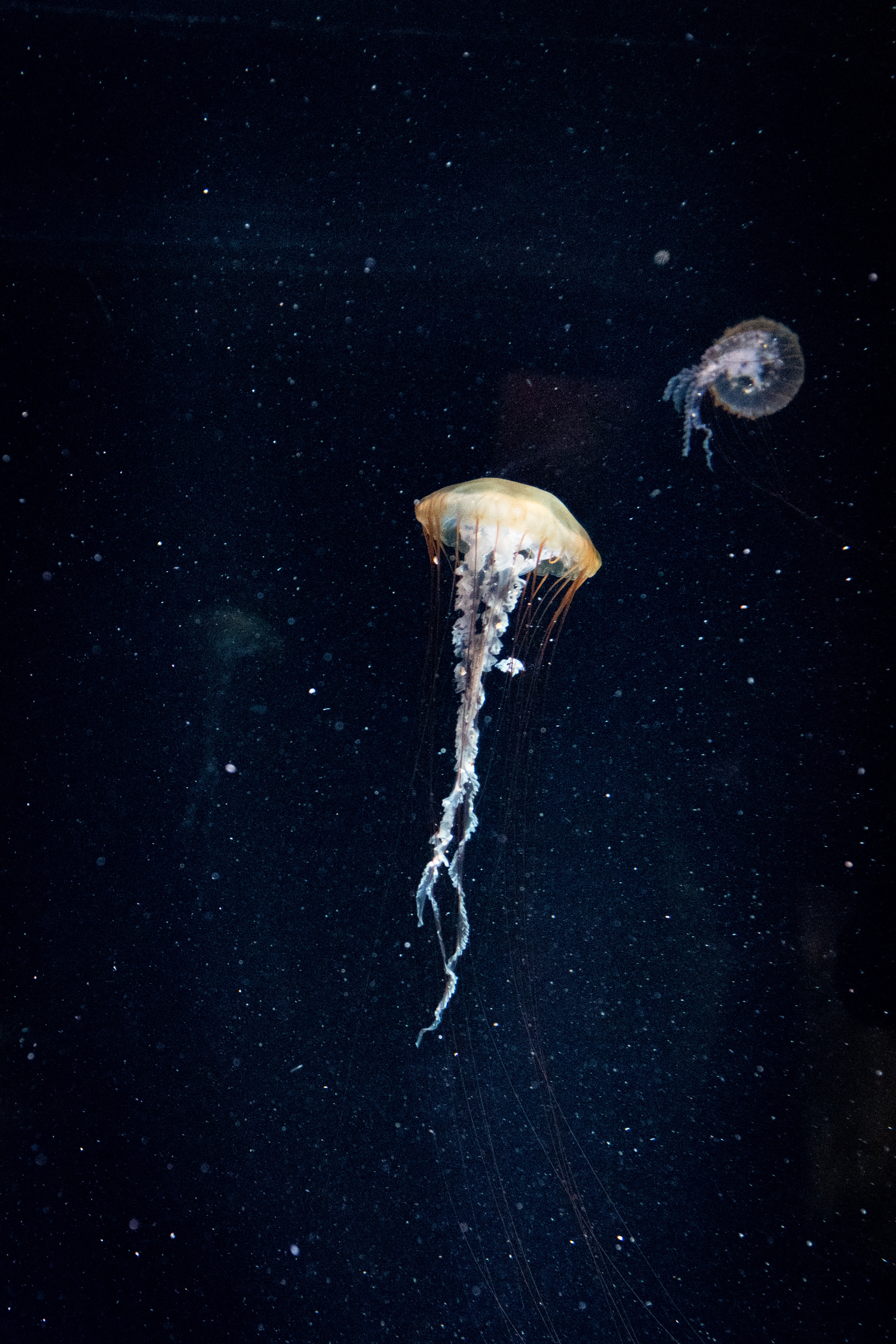 animals, jellyfish, dark, underwater world Cell Phone Image