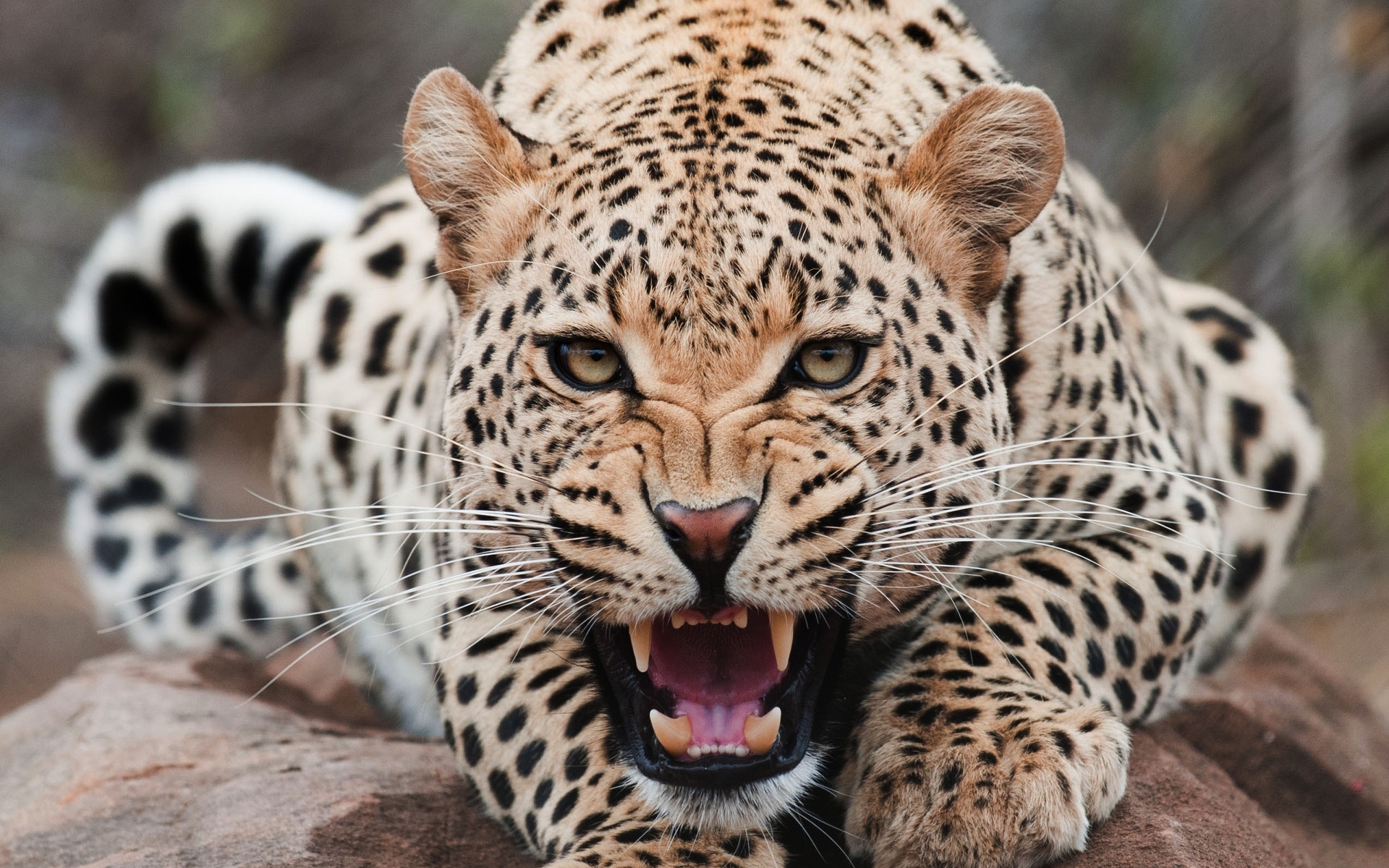 orange, animals Leopards HD Android Wallpapers